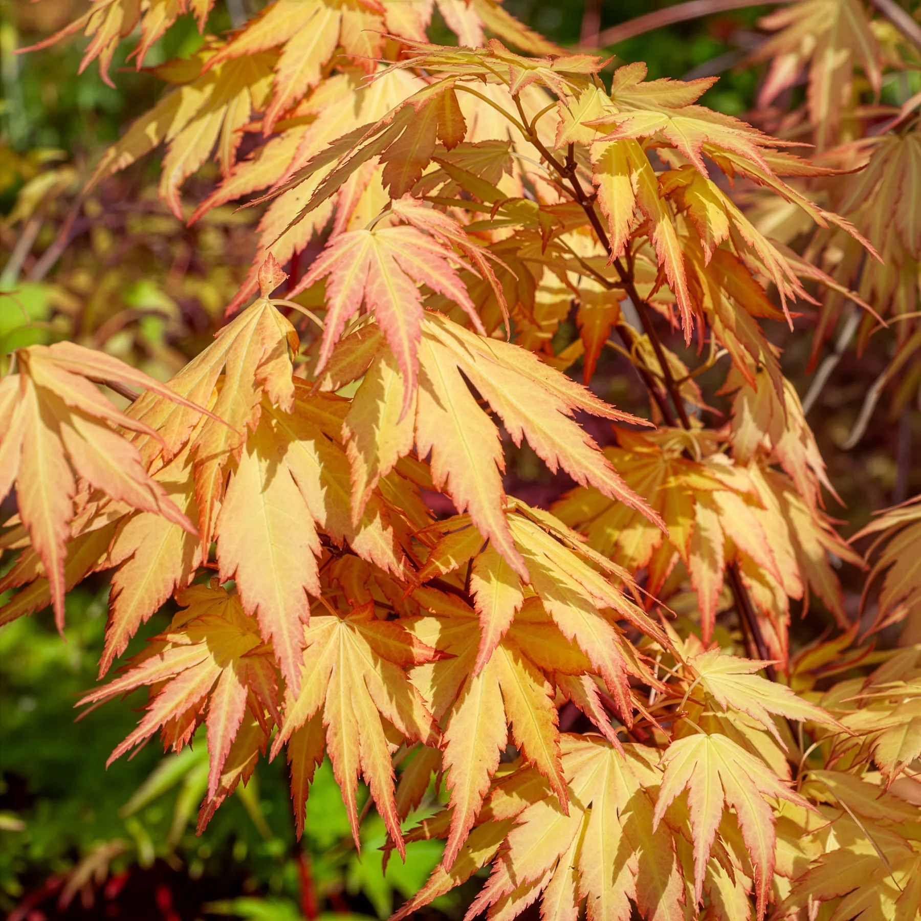 Érable du Japon 'Orange Dream' - Image 10
