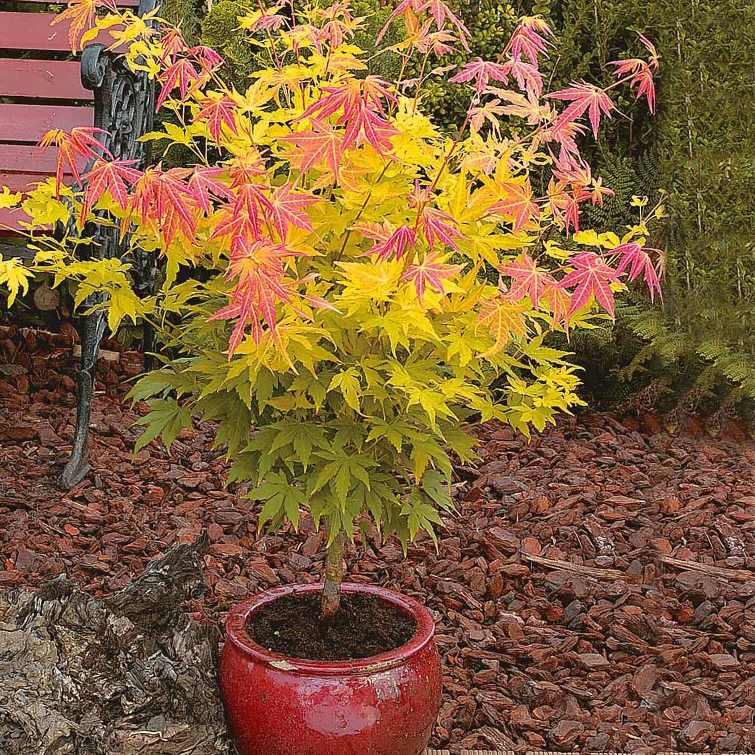 Érable du Japon 'Orange Dream' - Image 3