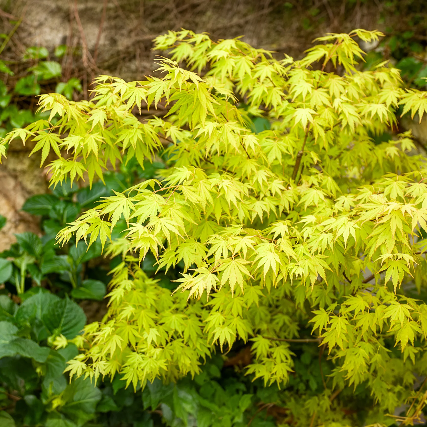 Érable du Japon 'Orange Dream' - Image 9
