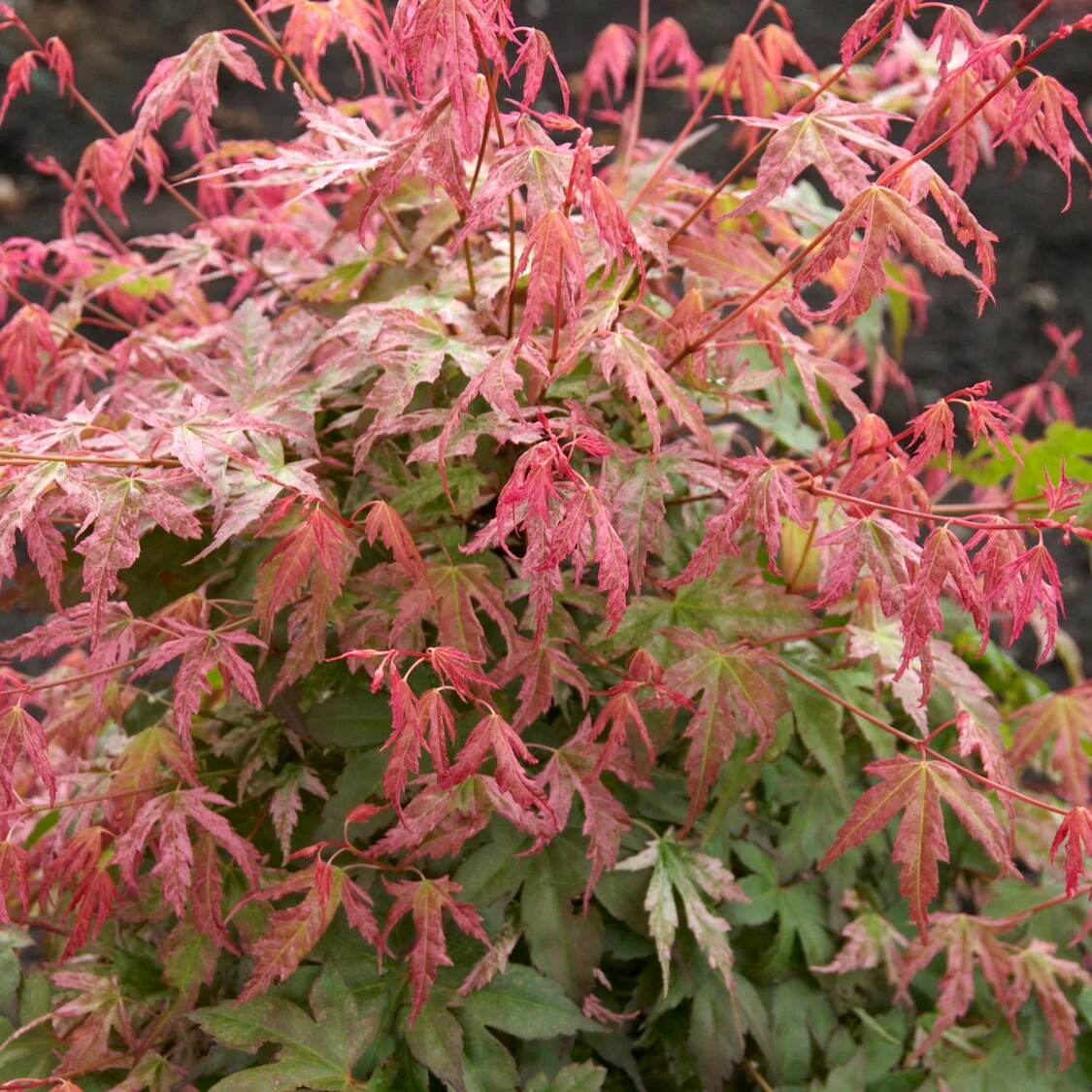 Erable du Japon Phoenix - Image 3