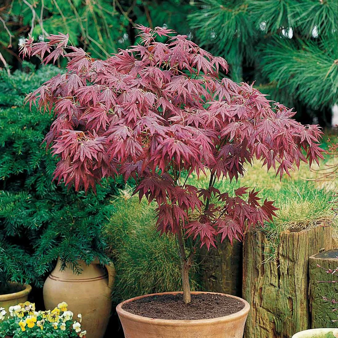 Érable du Japon pourpre - Image 4