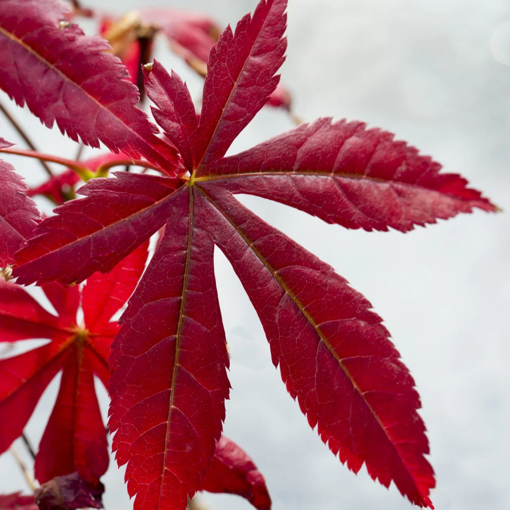 Érable du Japon pourpre - Image 6