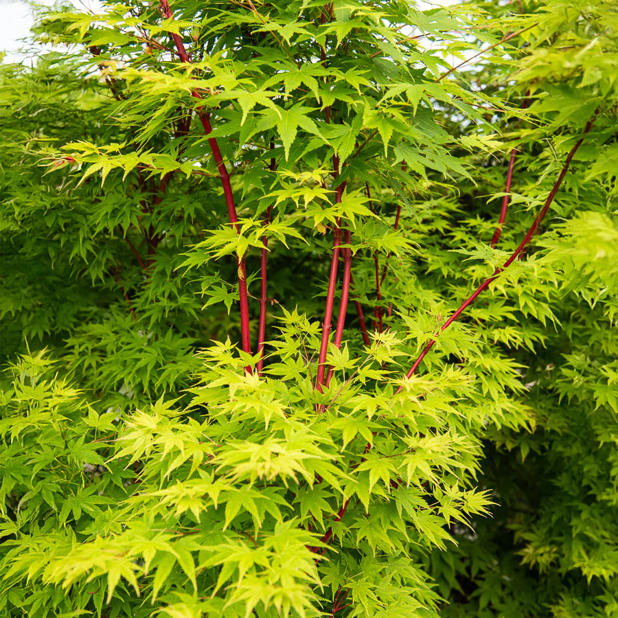 Erable du Japon Sango-kaku - Image 5