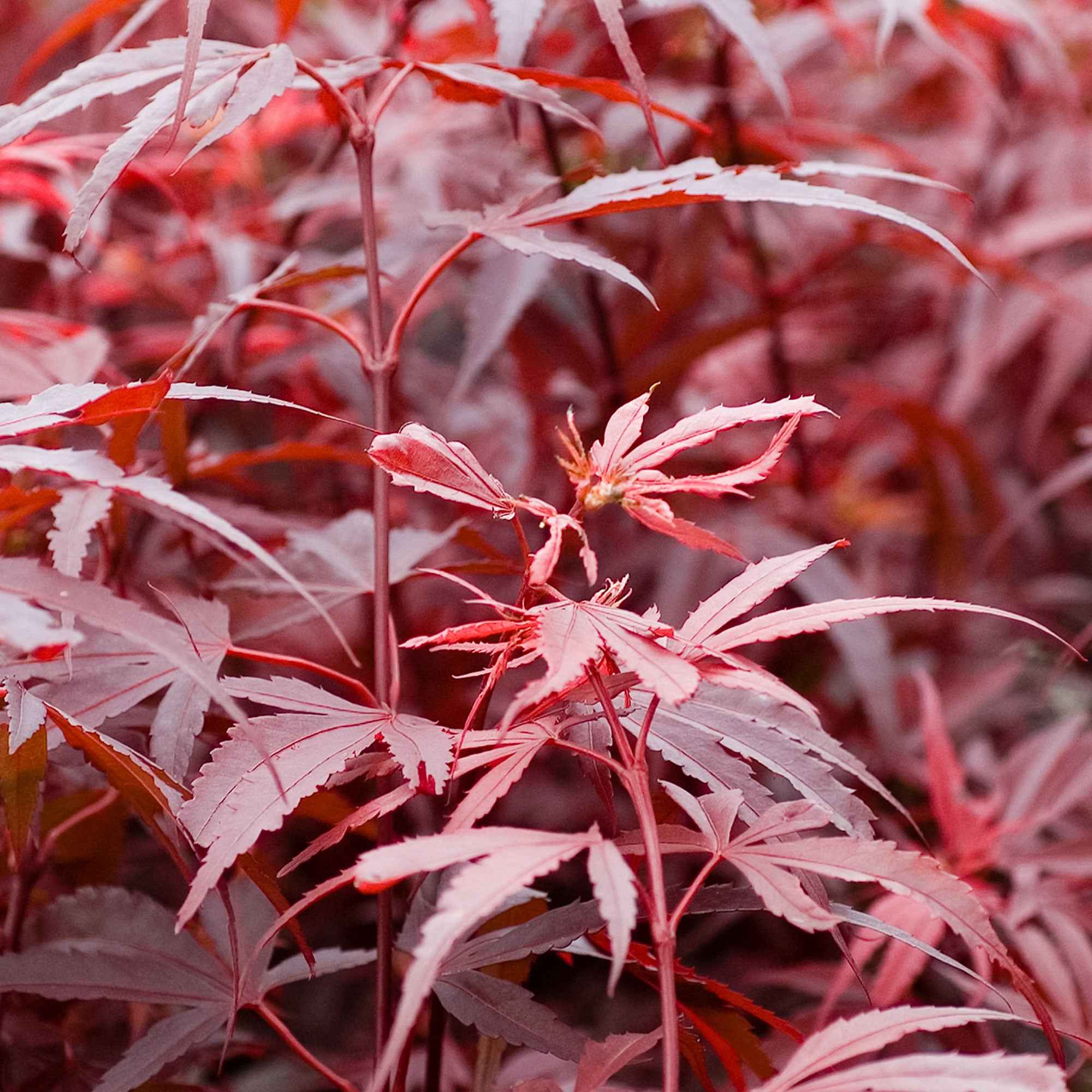 Érable du Japon 'Shaina' - Image 5