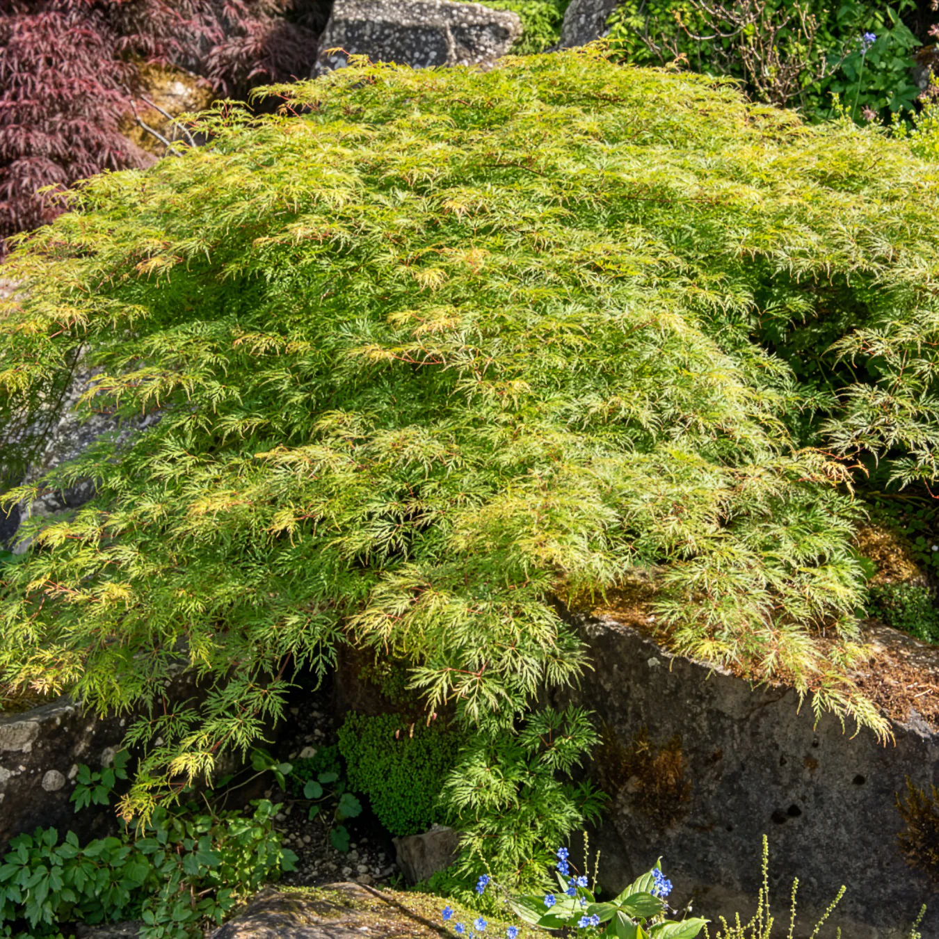 Erable japonais 'Emerald Lace' - Image 3