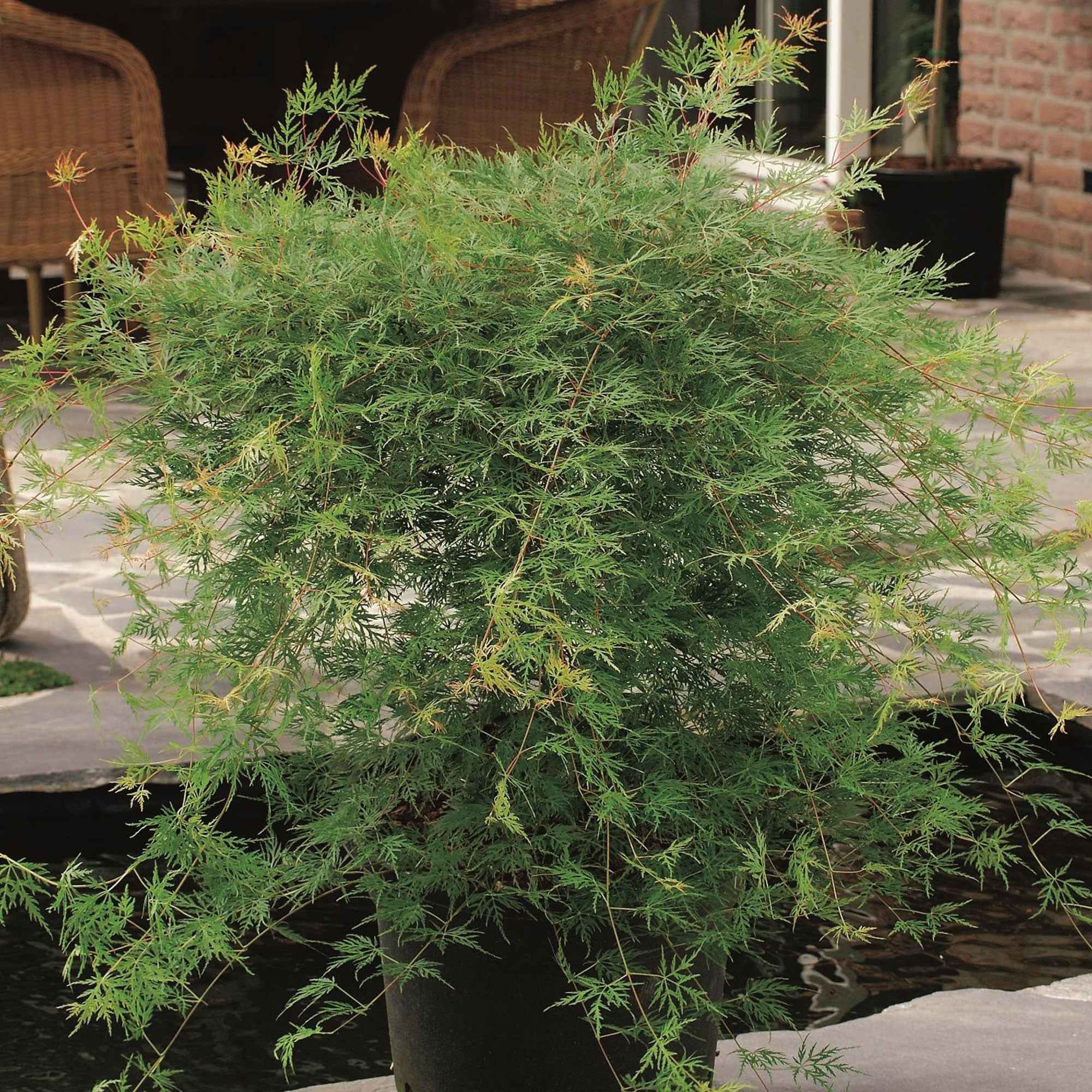 Erable japonais 'Emerald Lace' - Image 5