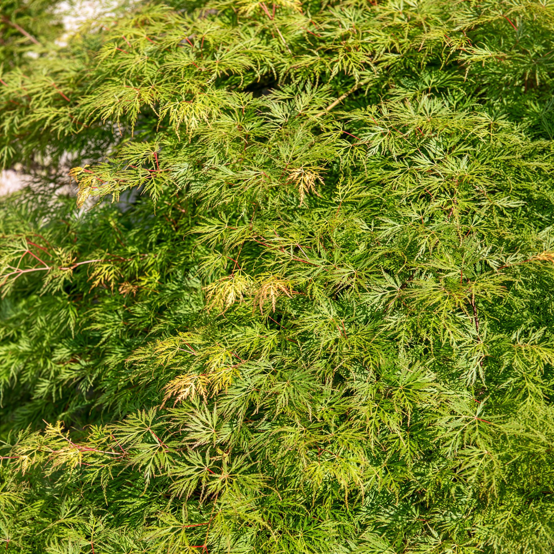 Erable japonais 'Emerald Lace' - Image 6