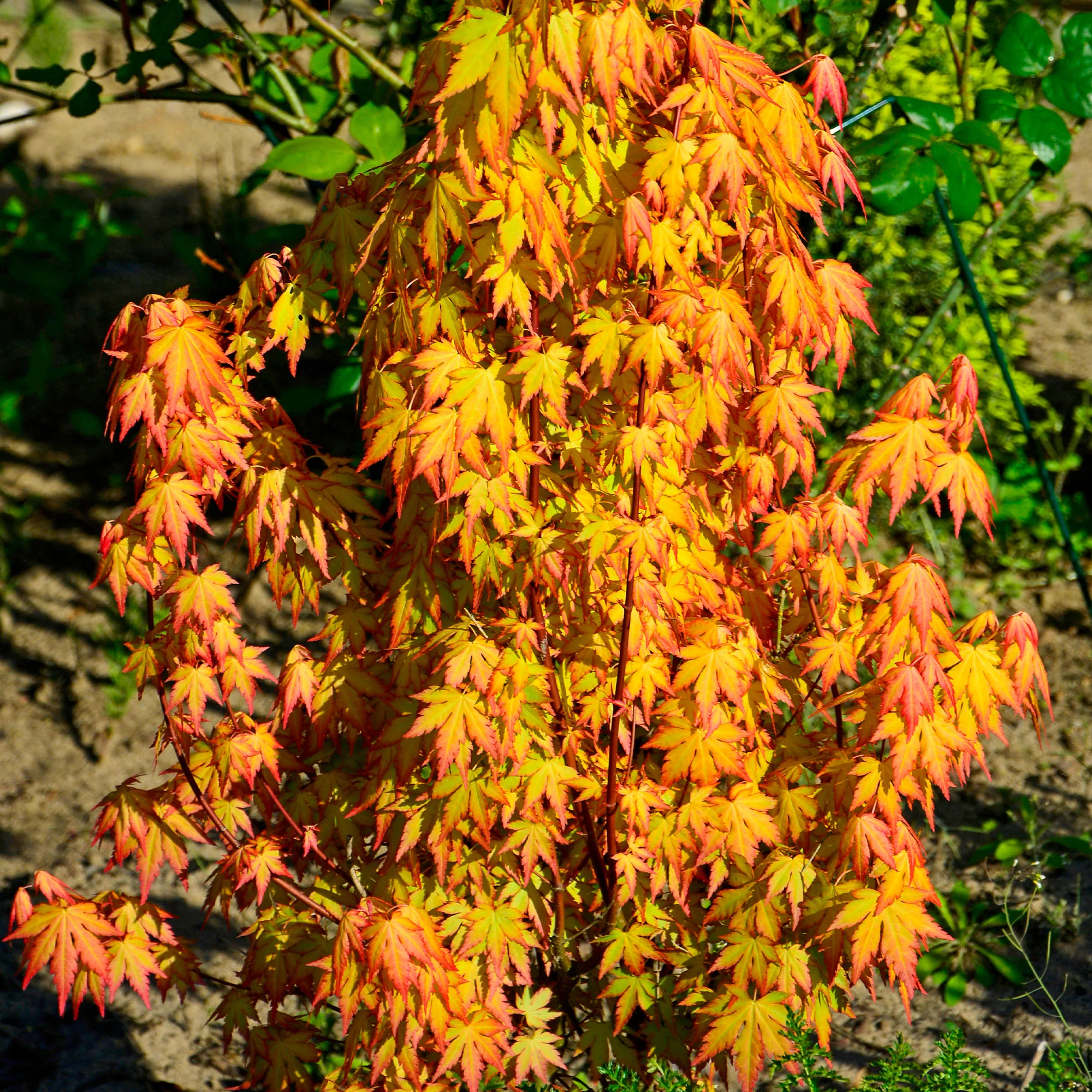 Erable japonais 'Katsura' - Image 3