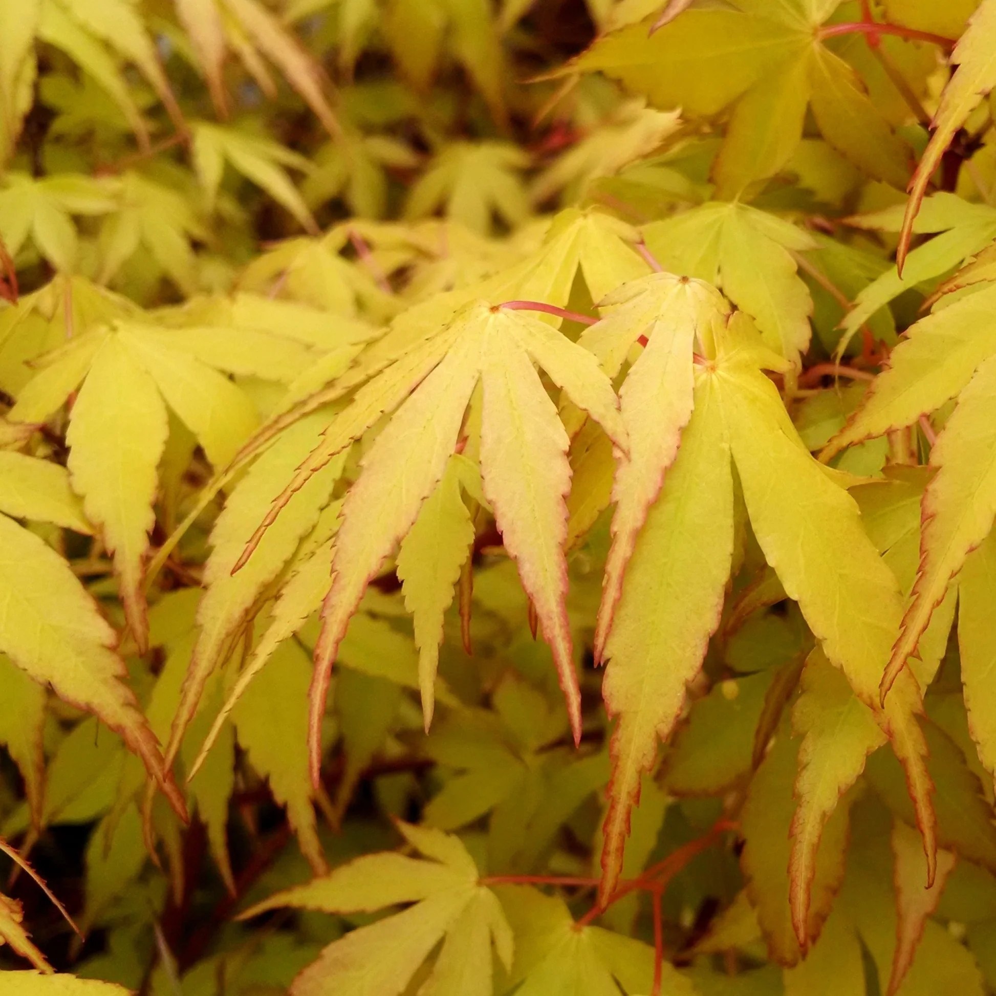 Erable japonais 'Katsura' - Image 5