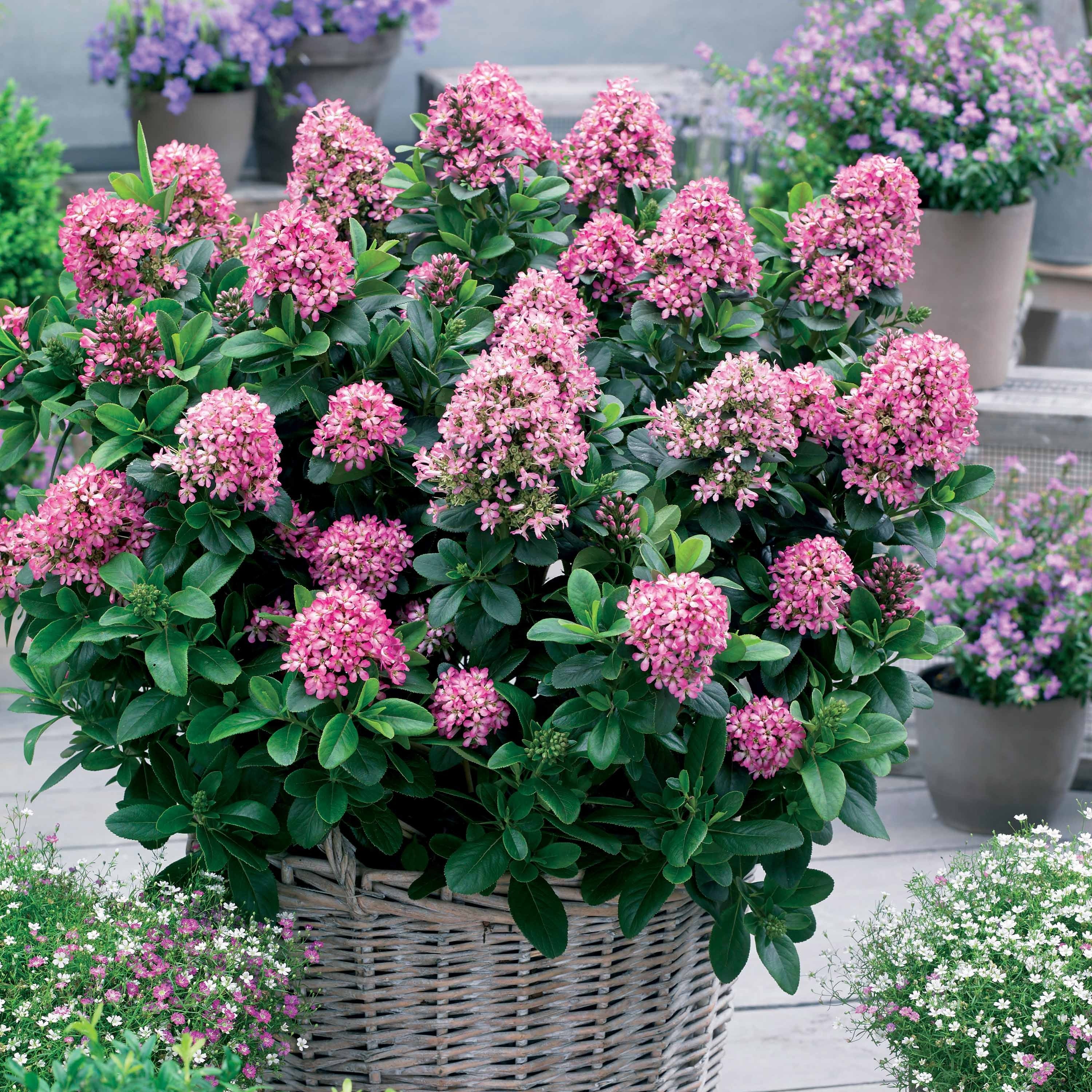 Escallonia Pink Elle