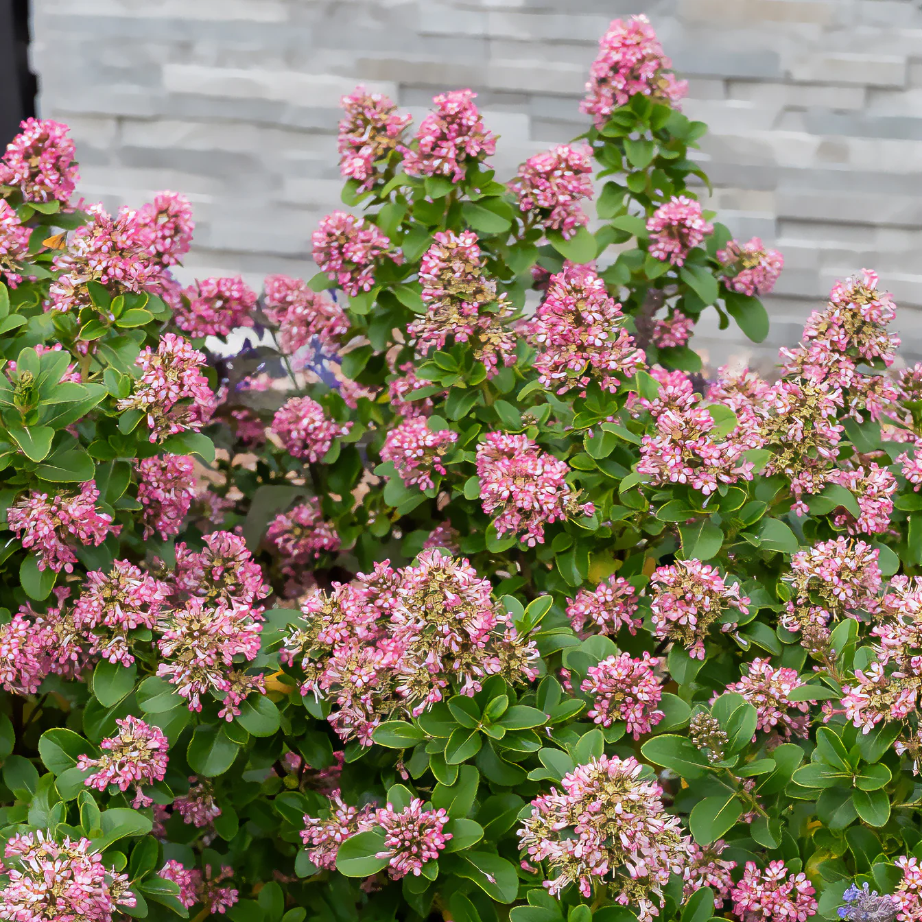 Escallonia Pink Elle - Image 2