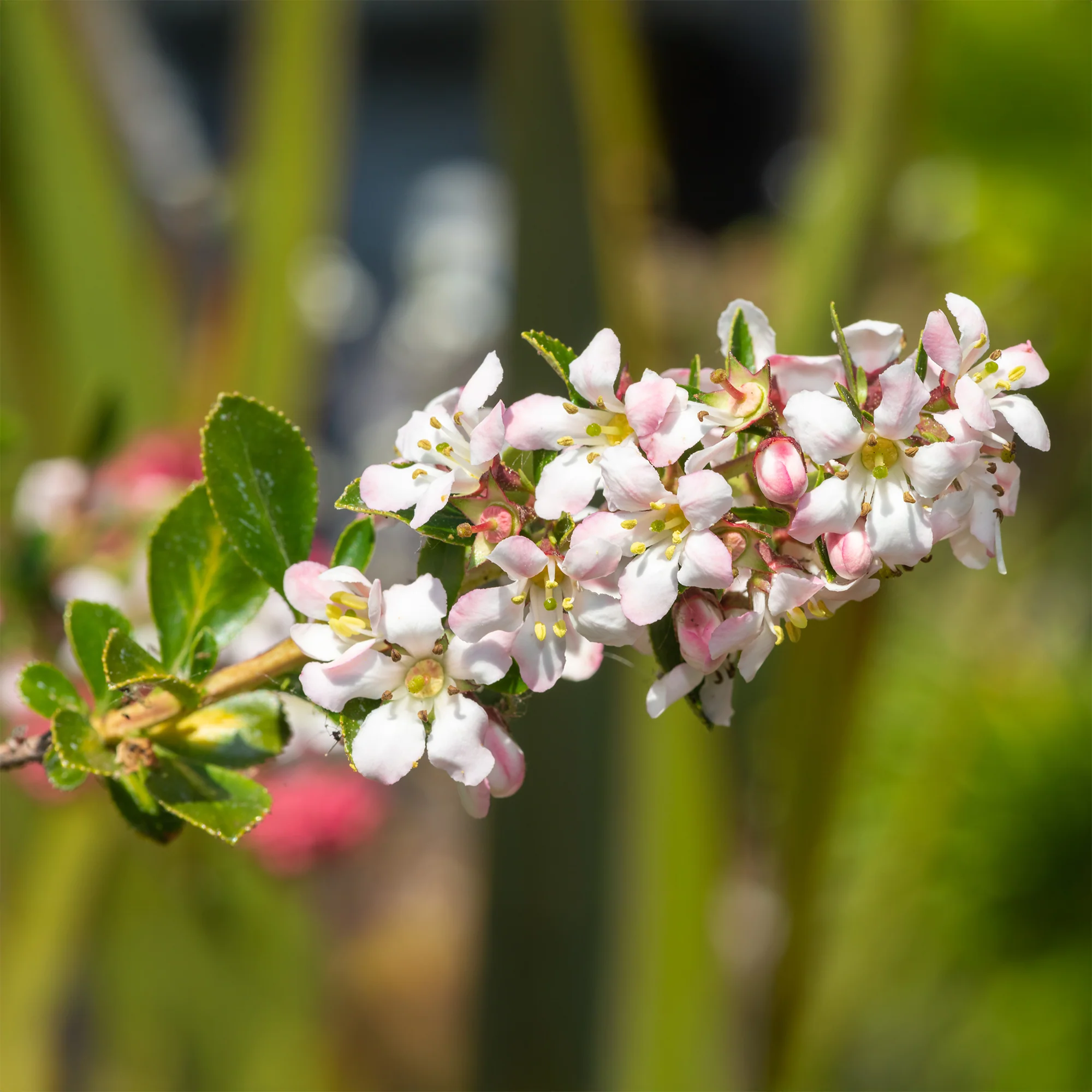 Escallonia Apple Blossom