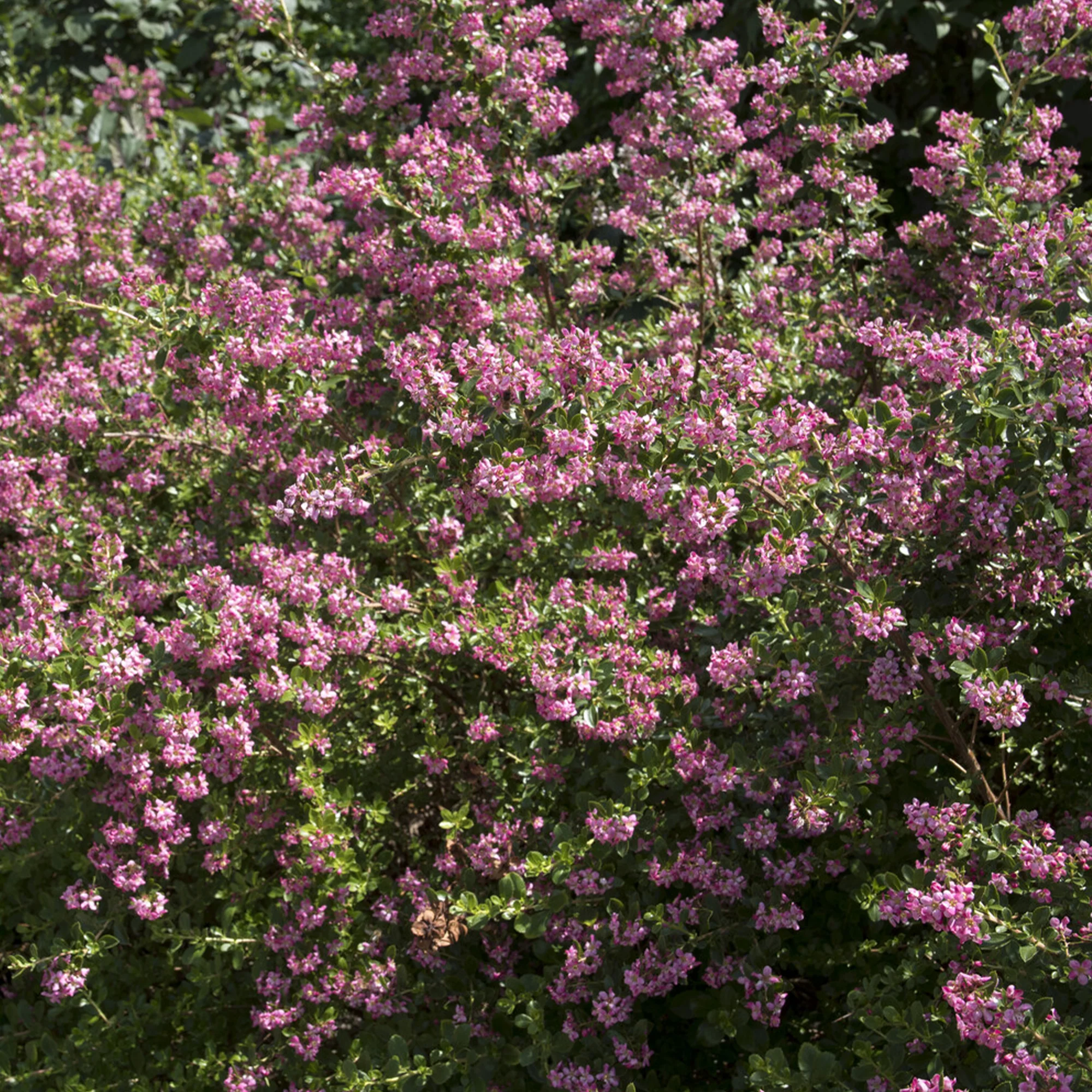 Escalonia Donard Seedling - Image 3