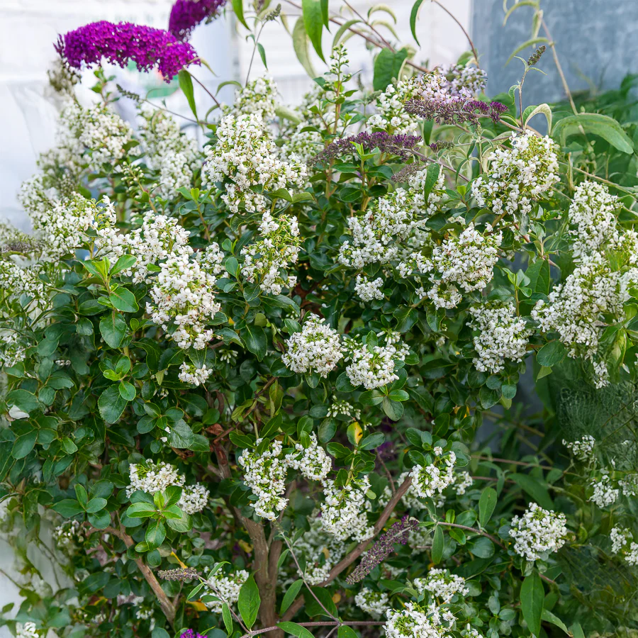 Escalonia Iveyi blanc