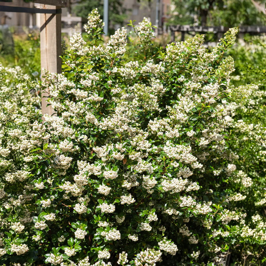 Escalonia Iveyi blanc - Image 2