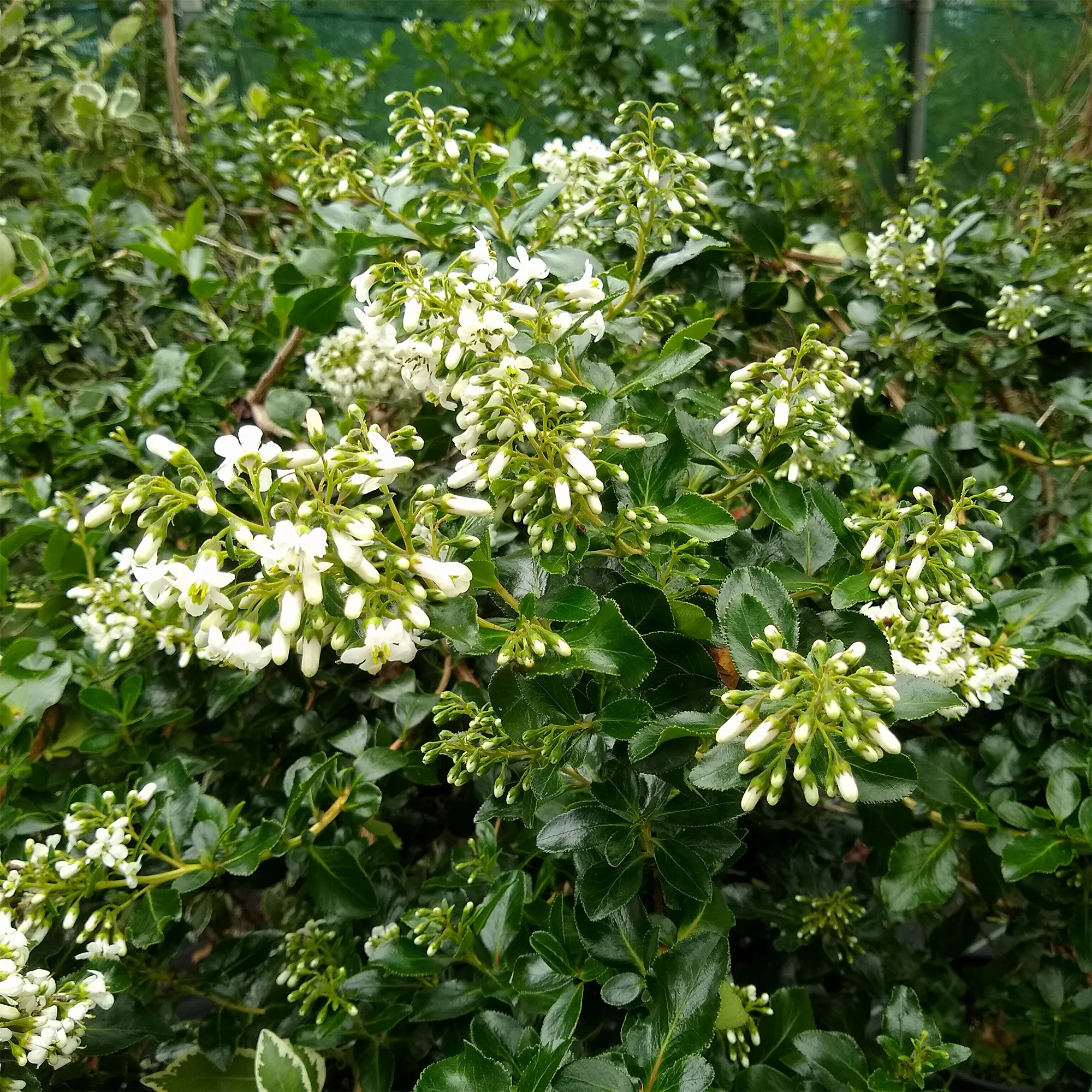 Escalonia Iveyi blanc - Image 3