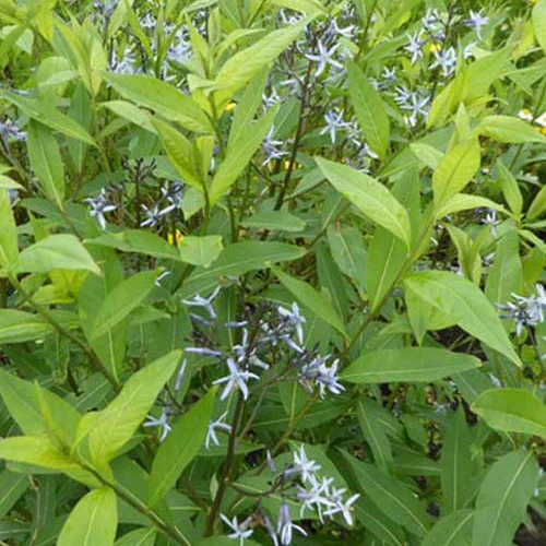 Étoile bleue à feuille de saule - Image 3