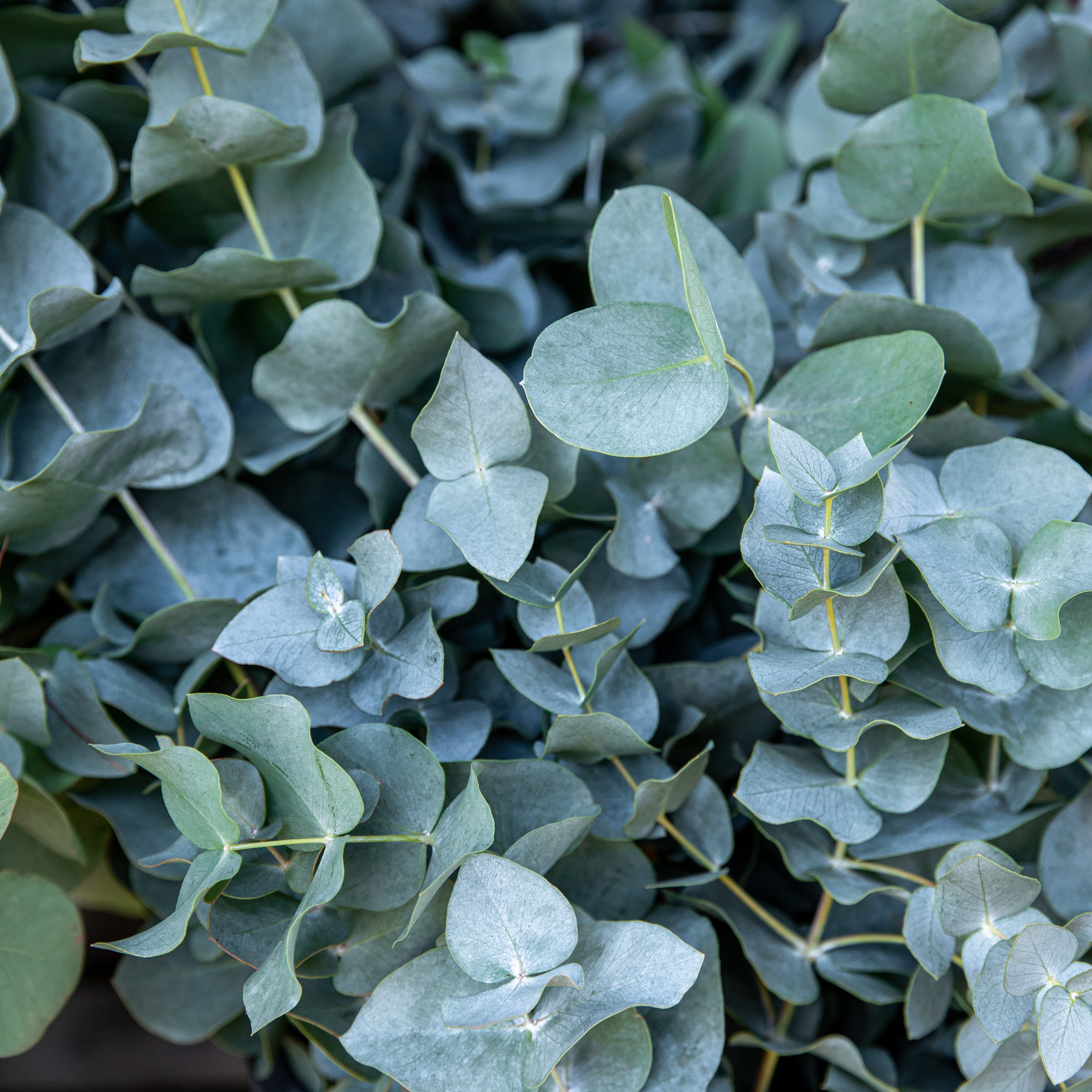 Eucalyptus Baby Blue EXTRA - Image 2