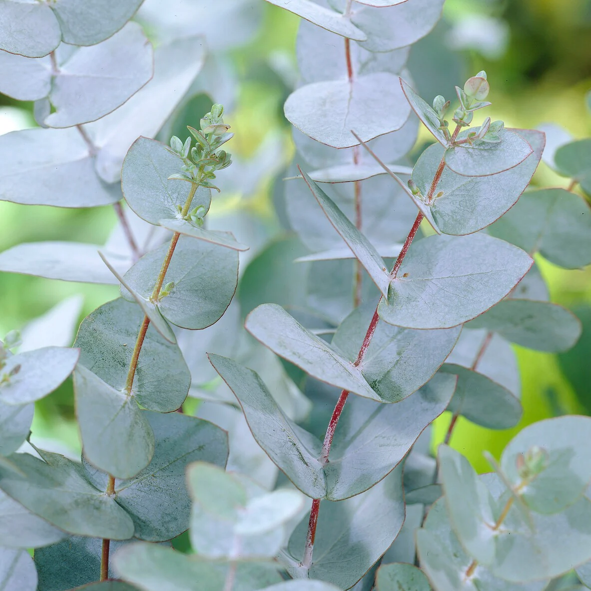 Eucalyptus Baby Blue EXTRA - Image 3