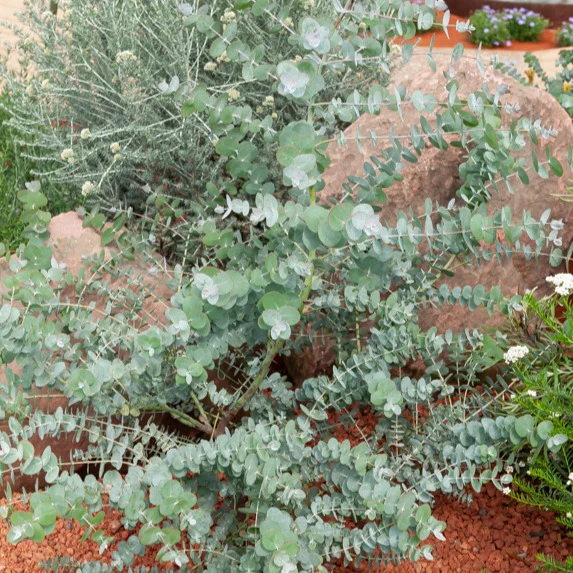 Eucalyptus Baby Blue EXTRA - Image 4