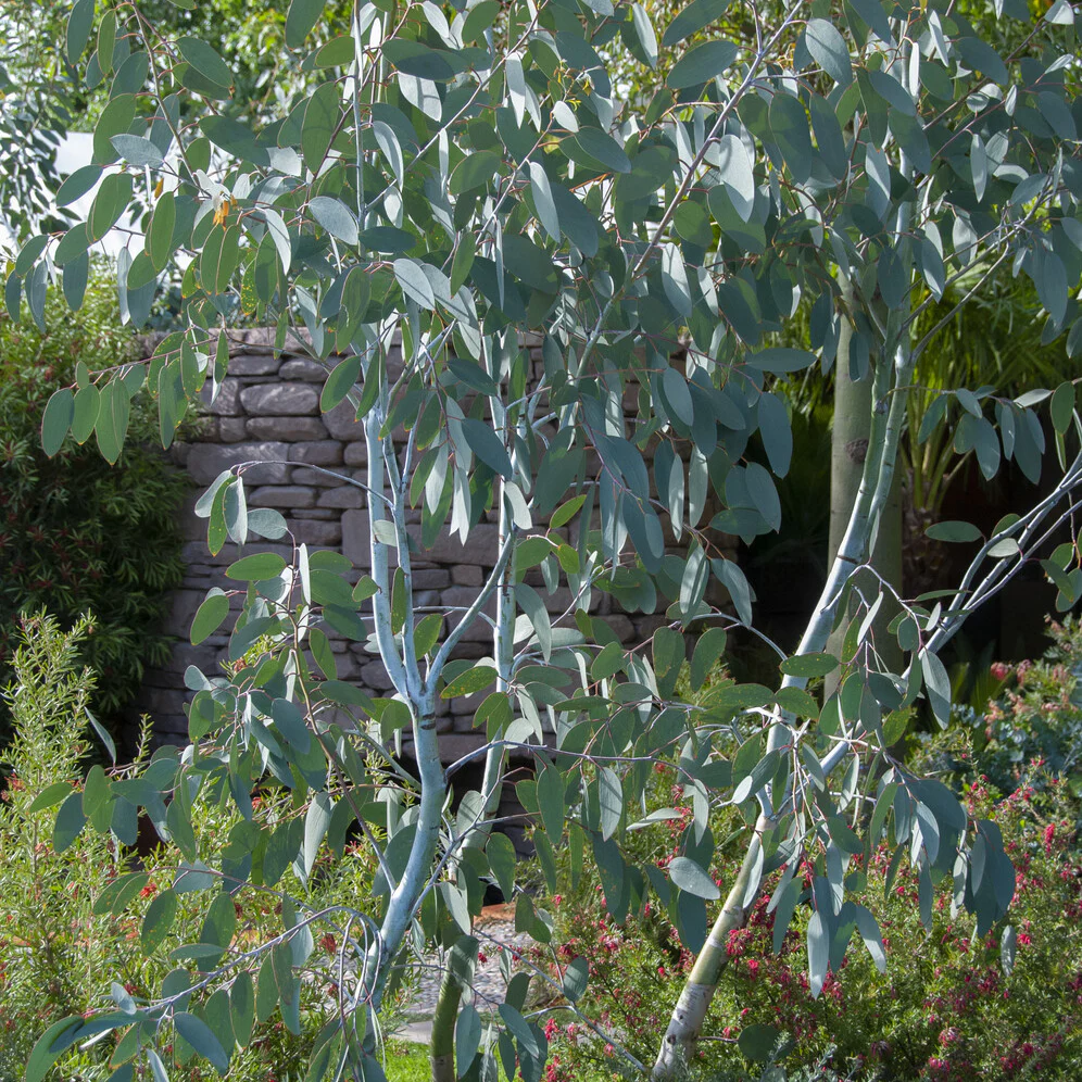 Eucalyptus gunnii Blue Ice