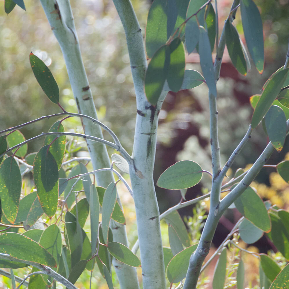 Eucalyptus gunnii Blue Ice - Image 2