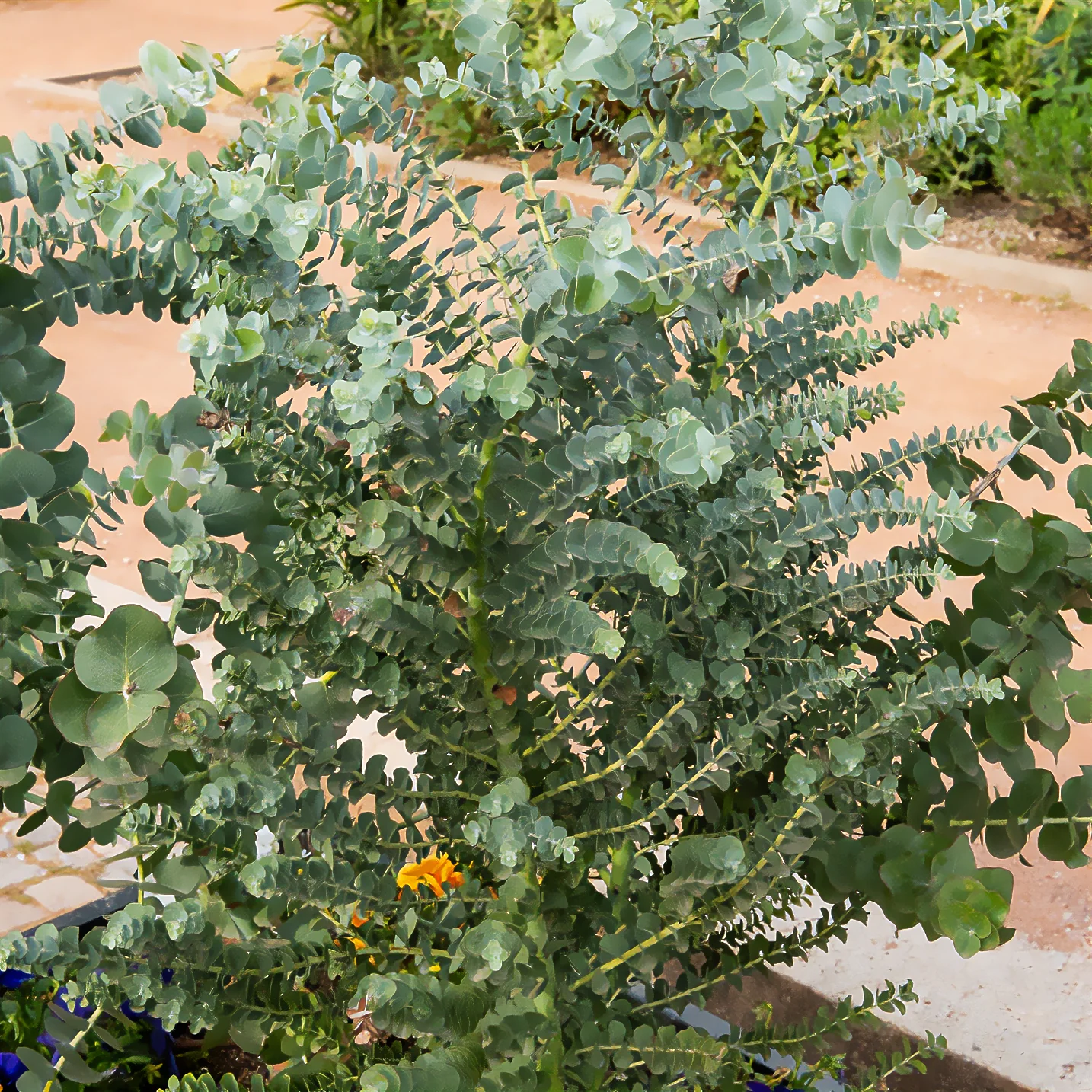 Eucalyptus cendré Silver Dollar