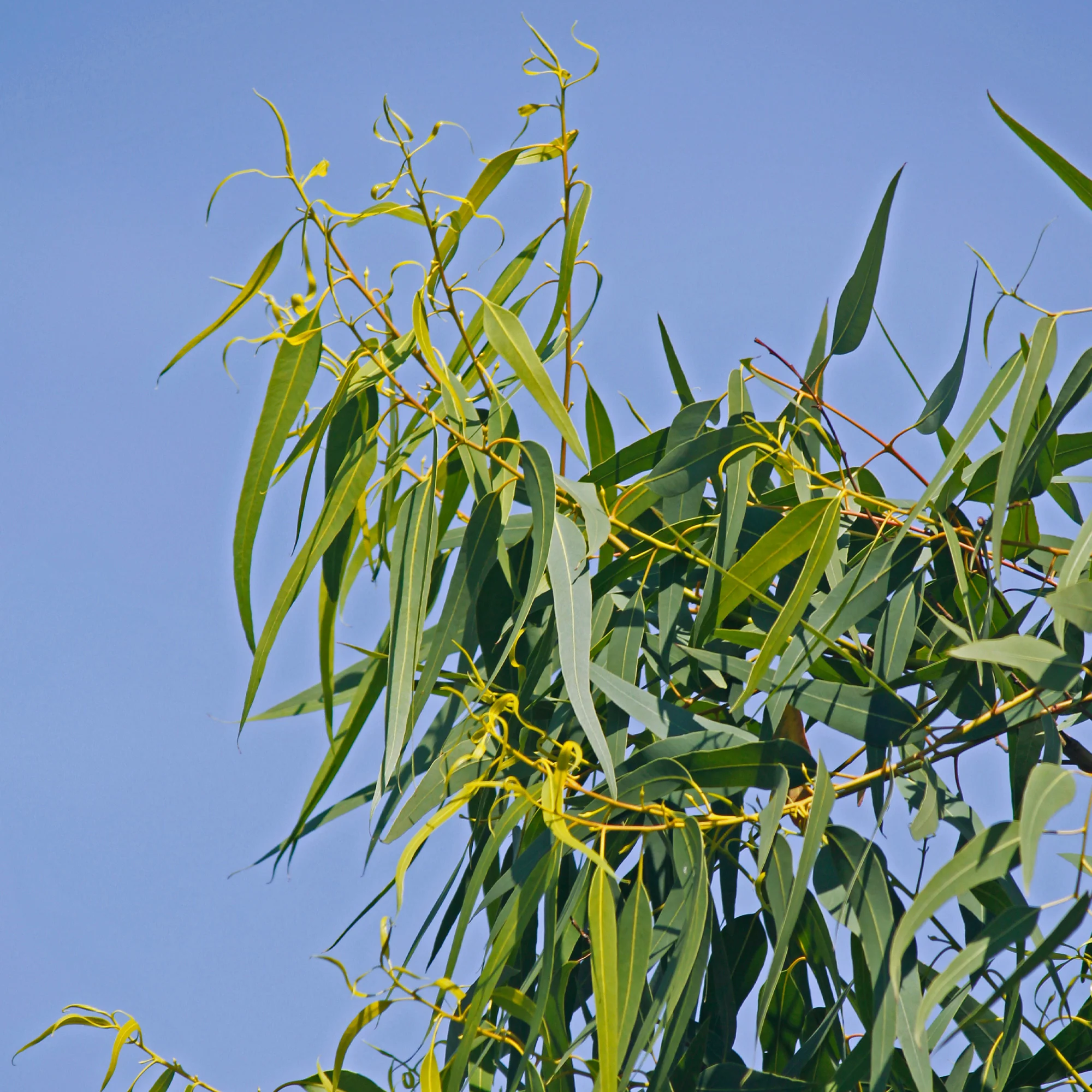 Eucalyptus citronné