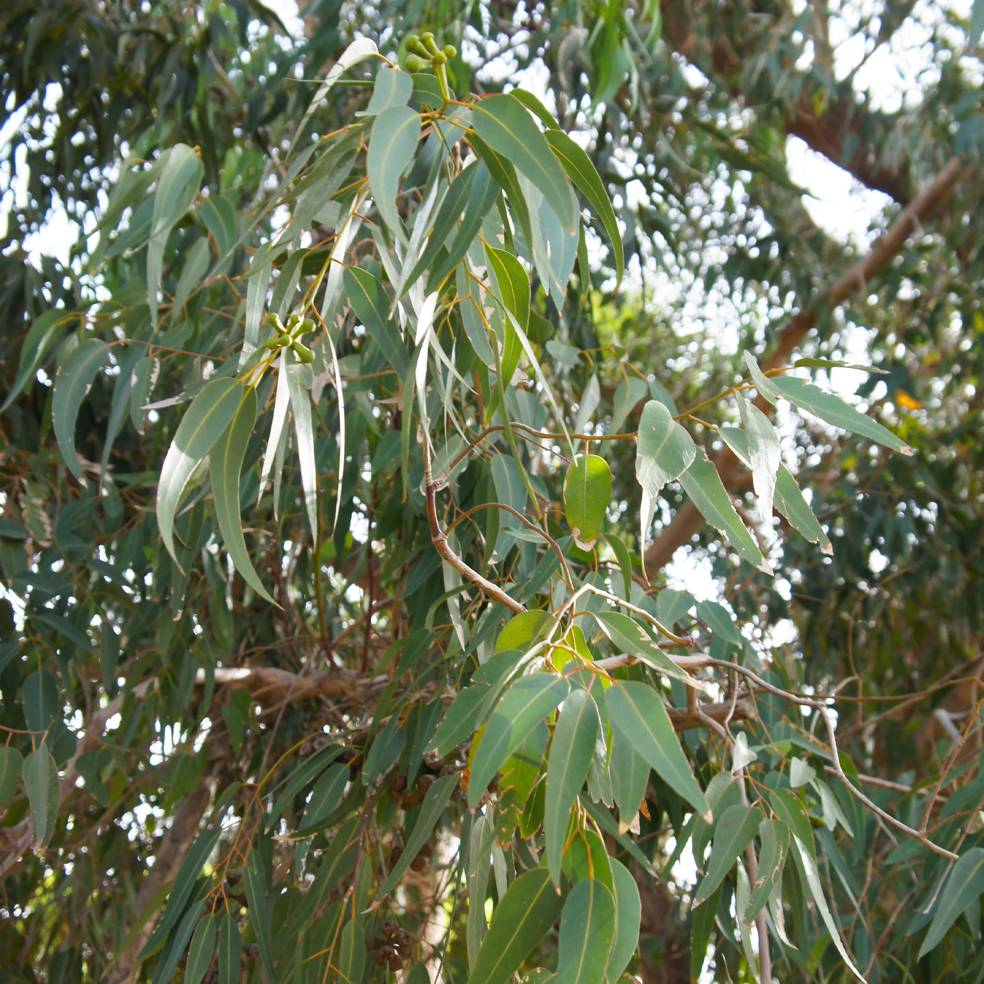Eucalyptus citronné - Image 3