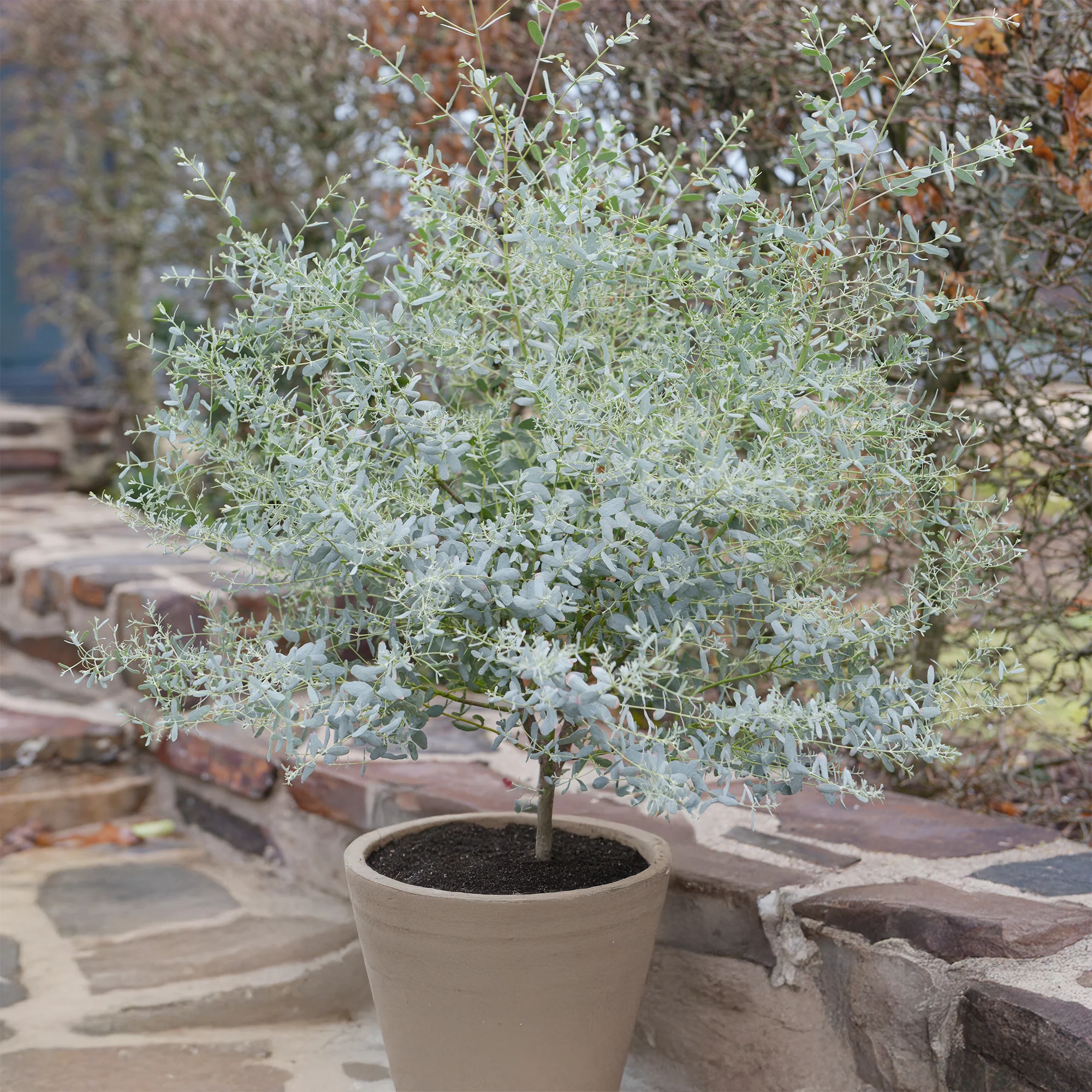 Eucalyptus gunnii France Bleu ® Rengun
