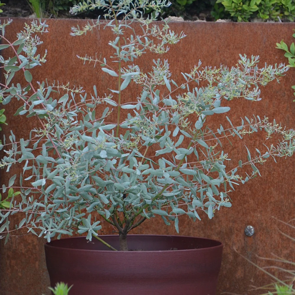 Eucalyptus gunnii France Bleu ® Rengun - Image 5