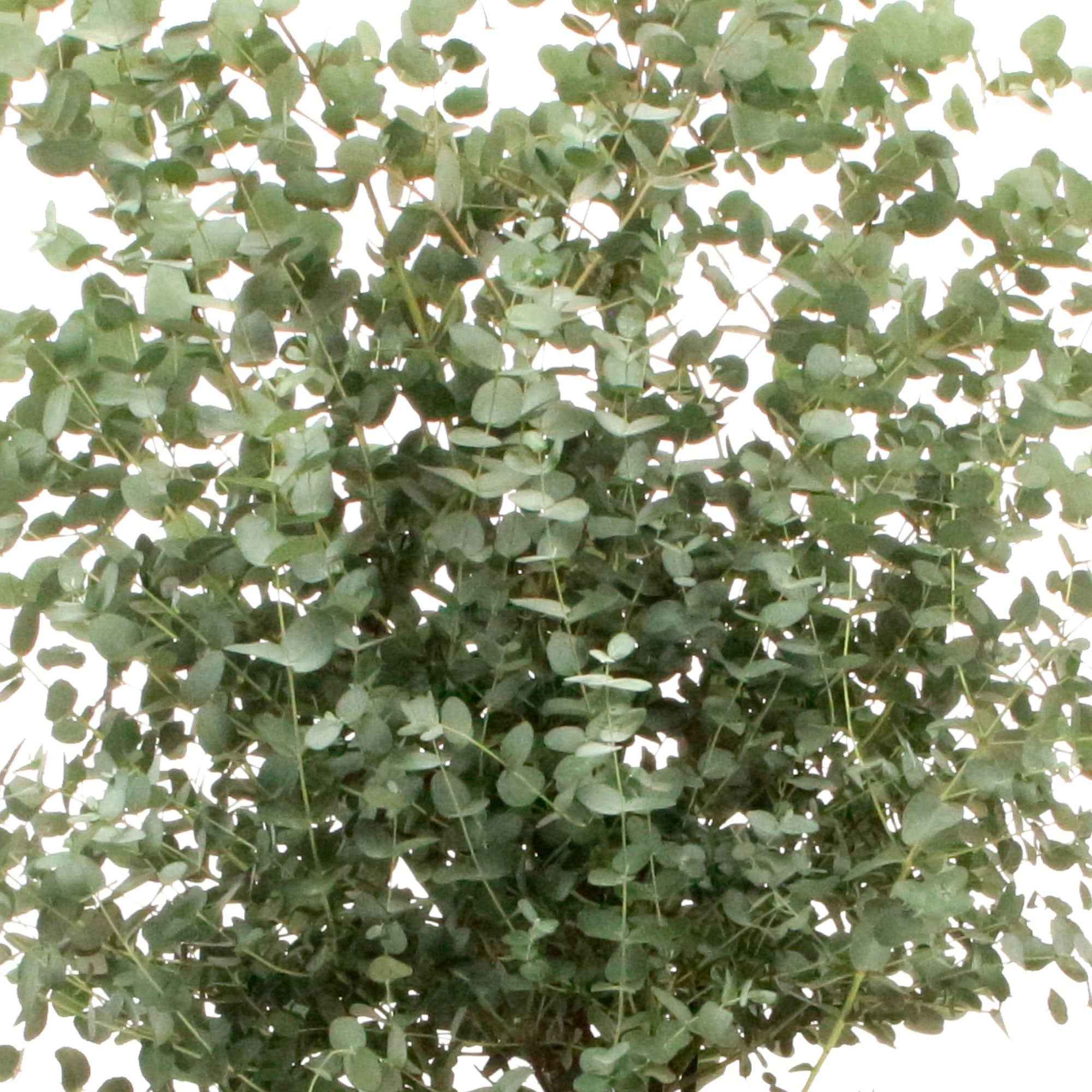 Eucalyptus gunnii - Image 3