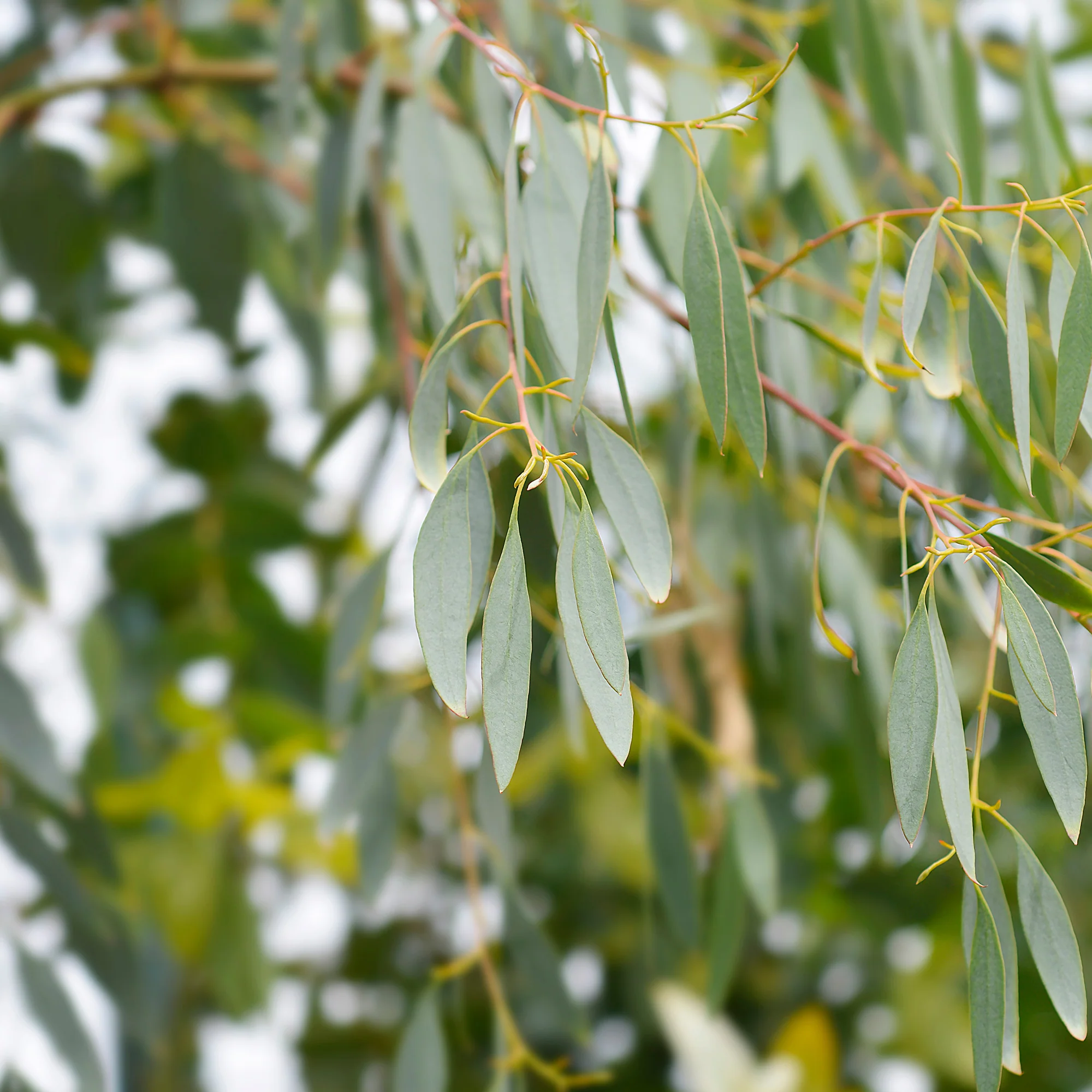 Eucalyptus gunnii - Image 4