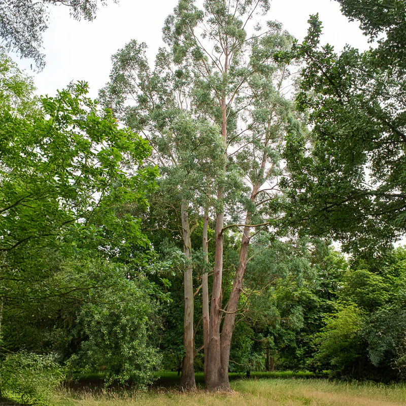 Eucalyptus gunnii - Image 5