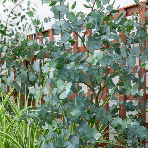 Eucalyptus gunnii - Image 6