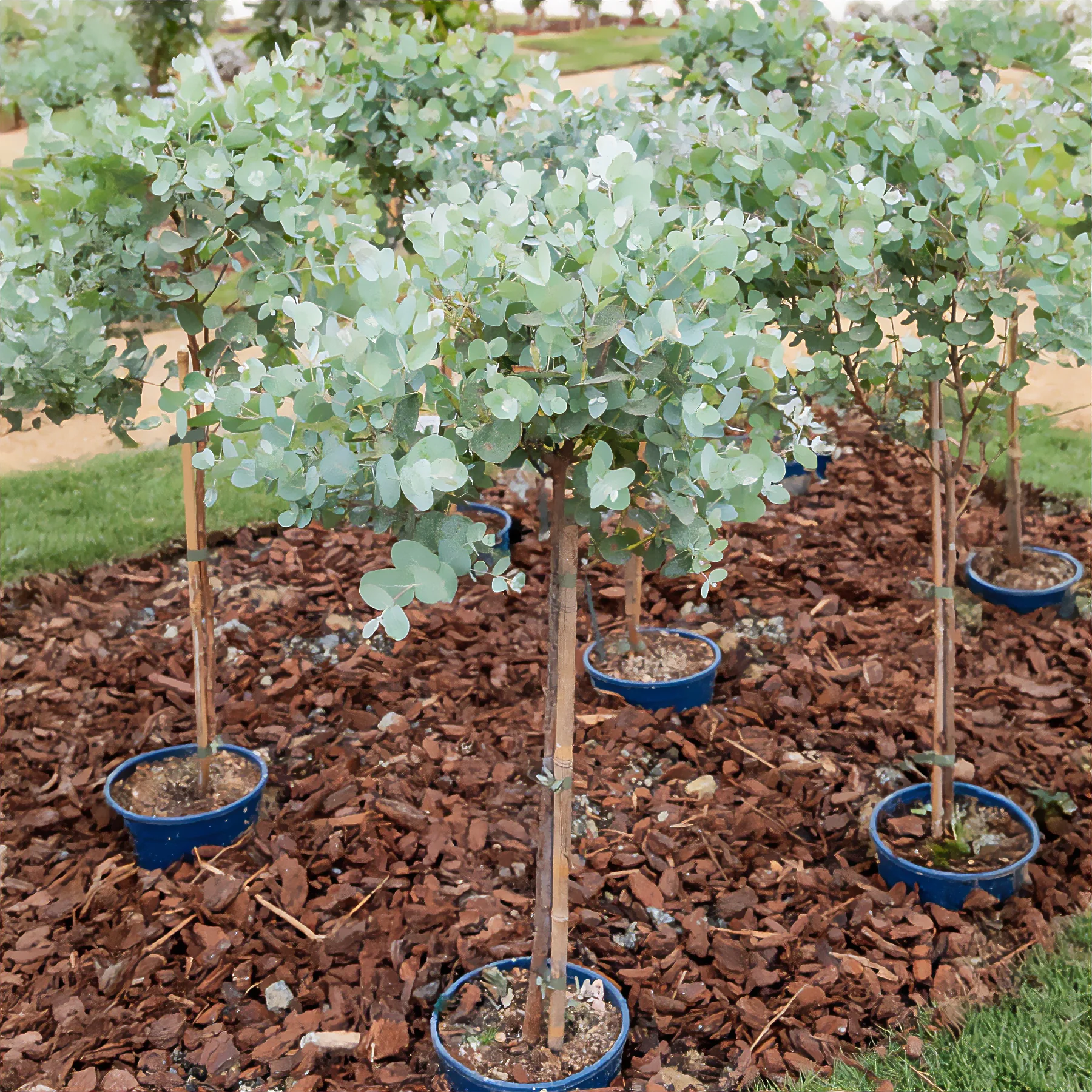 Eucalyptus sur tige