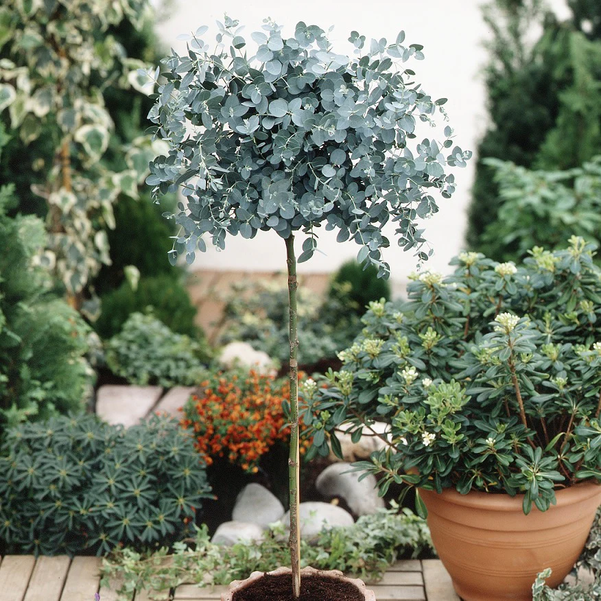 Eucalyptus sur tige - Image 2