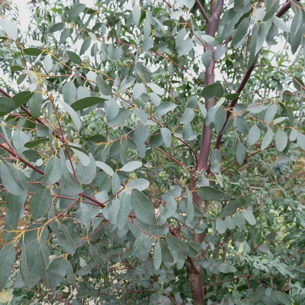 Eucalyptus parviflora