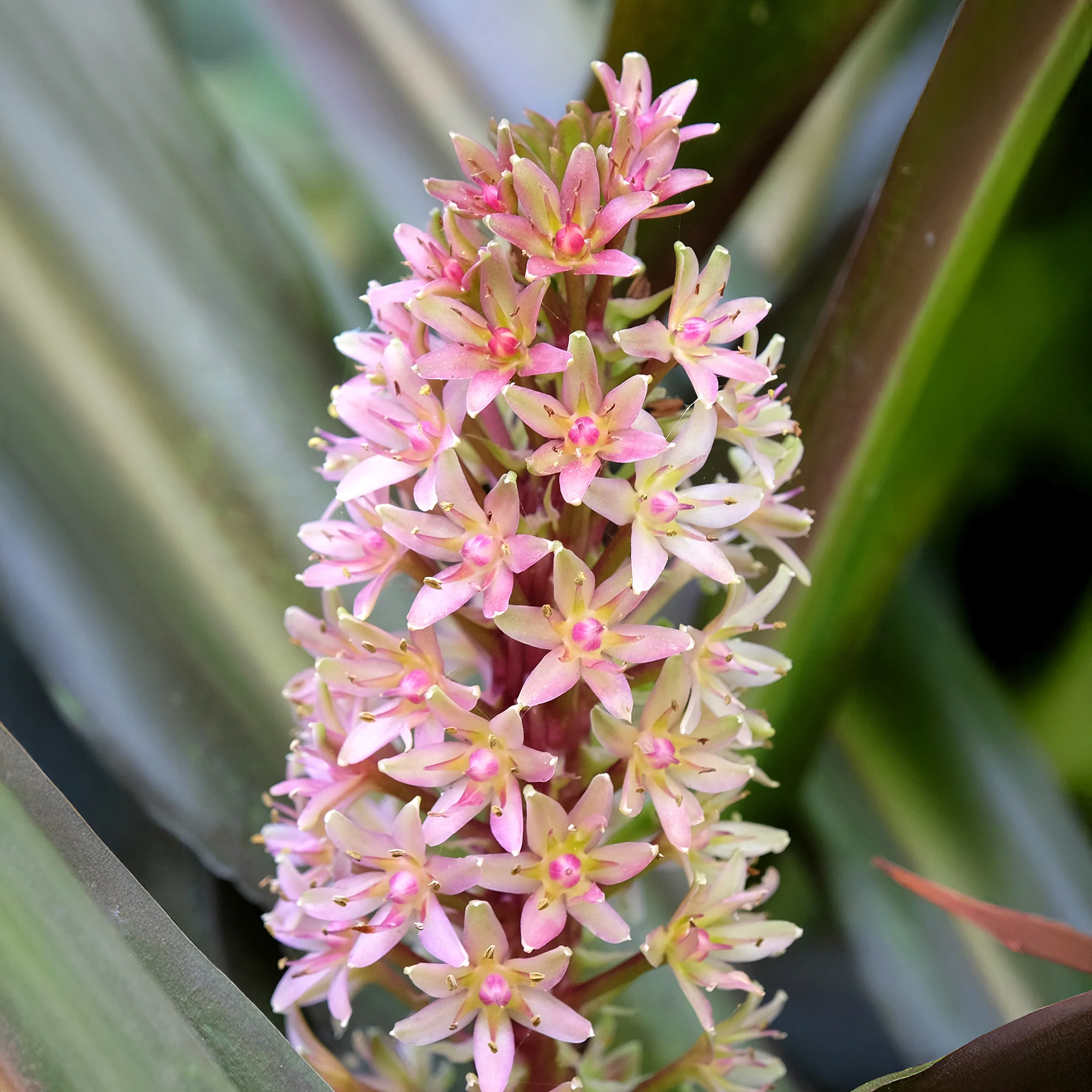 Eucomis Sparkling Burgundy® - Image 5
