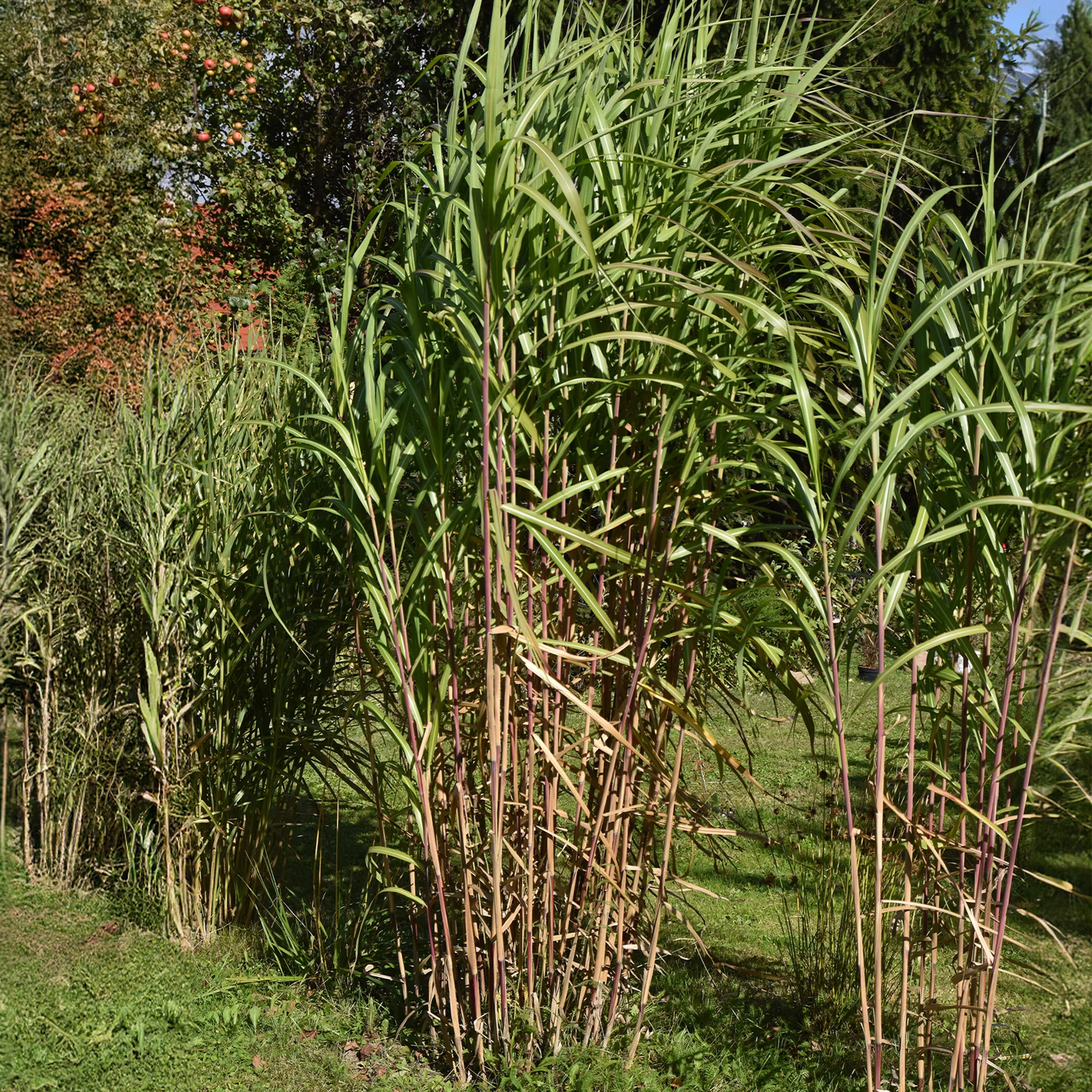 Eulalie gigantesque - Image 2