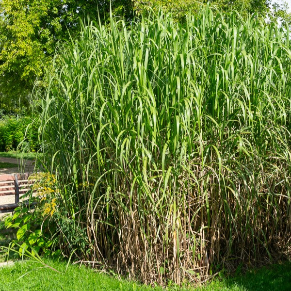 Eulalie gigantesque - Image 4