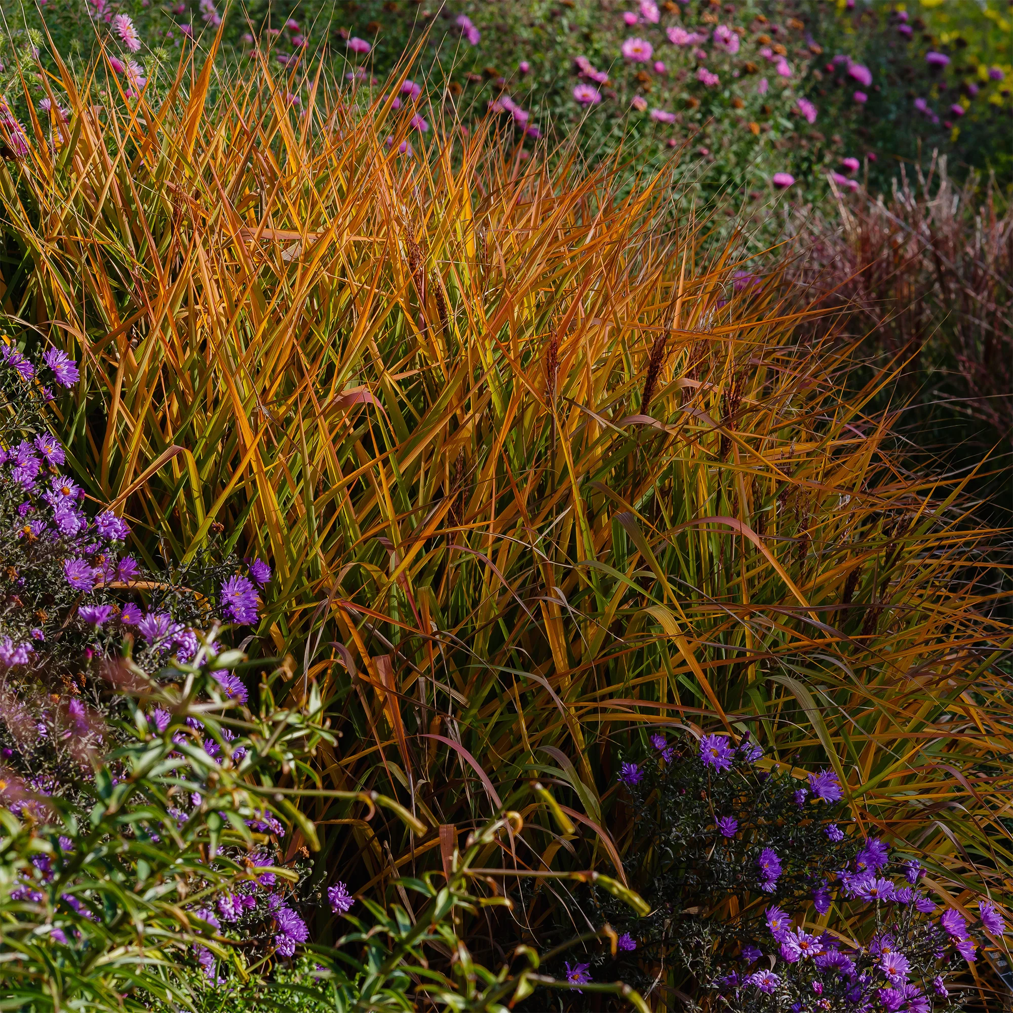 Eulalie Purpurascens - Image 2