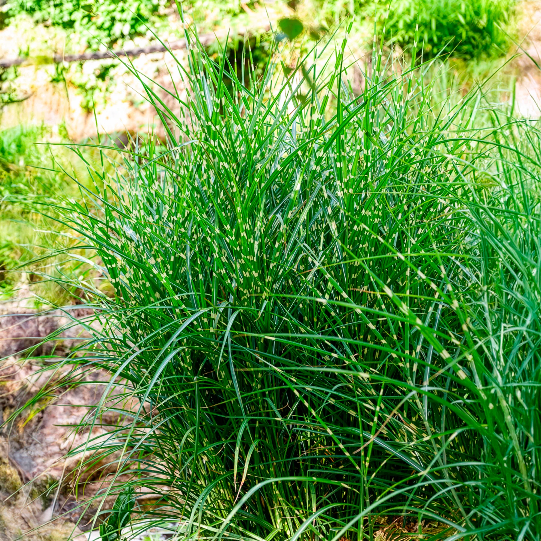 Eulalie Strictus