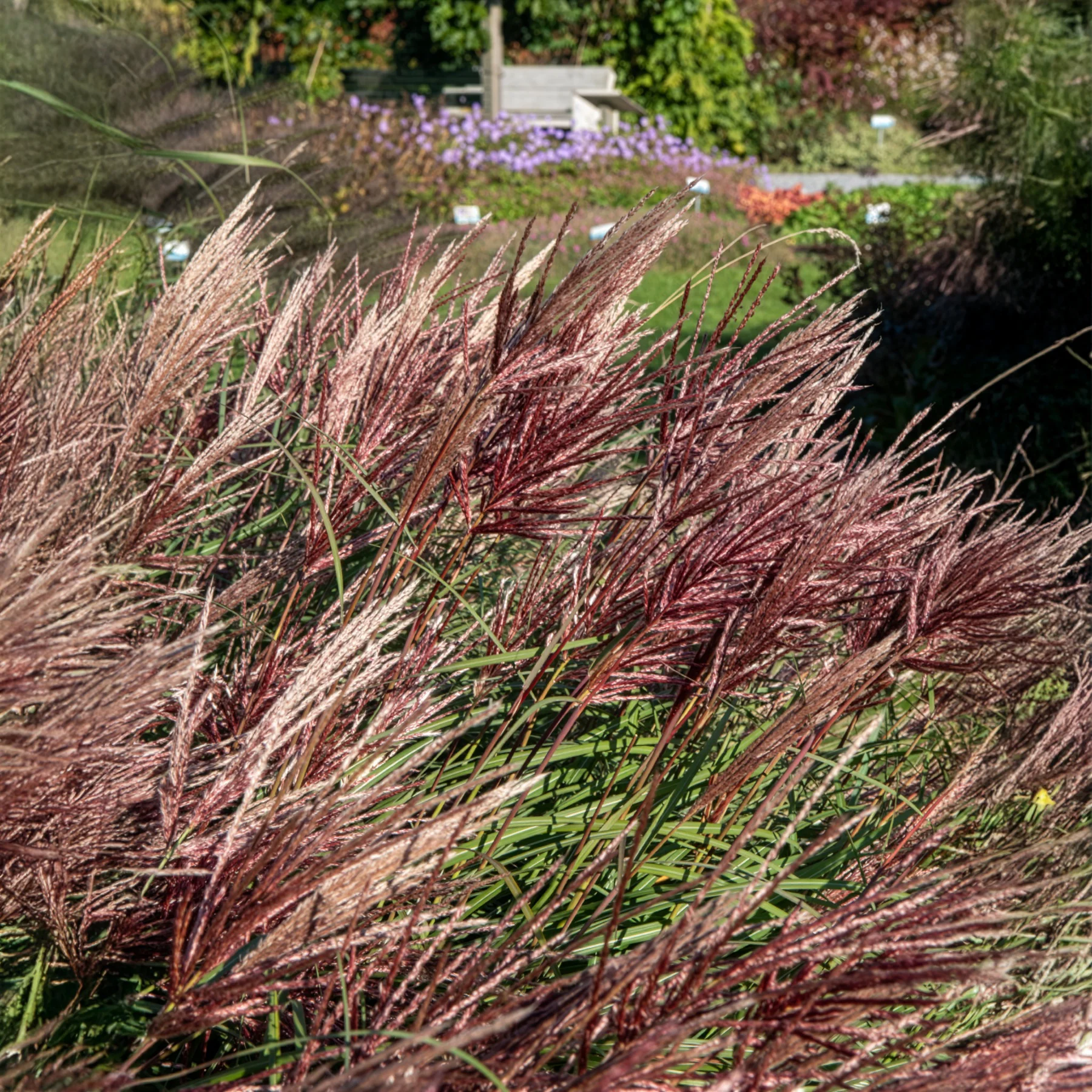 Eulaliee Red Chief - Image 4