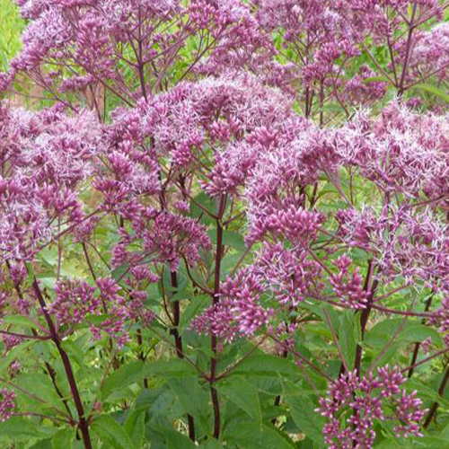 Eupatoire maculée Atropurpureum