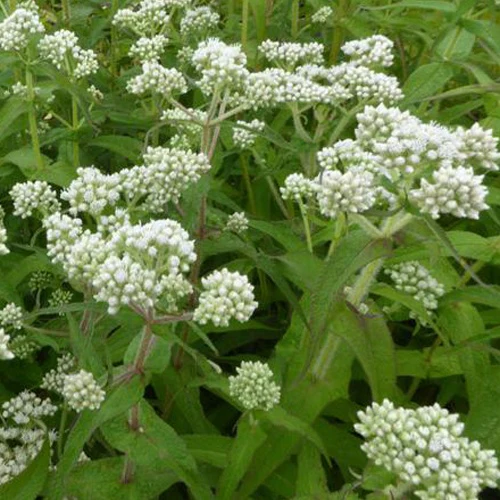 Eupatoire perfoliée