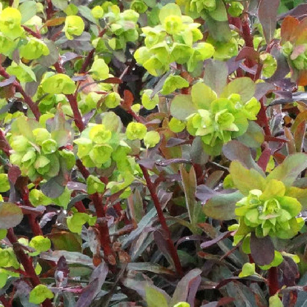 Euphorbe amygdaloides Ruby Glow