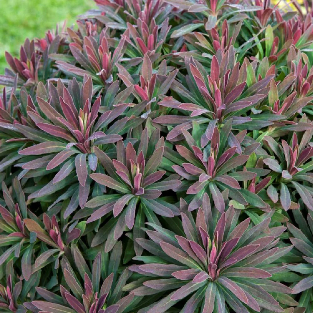 Euphorbe amygdaloides Ruby Glow - Image 2