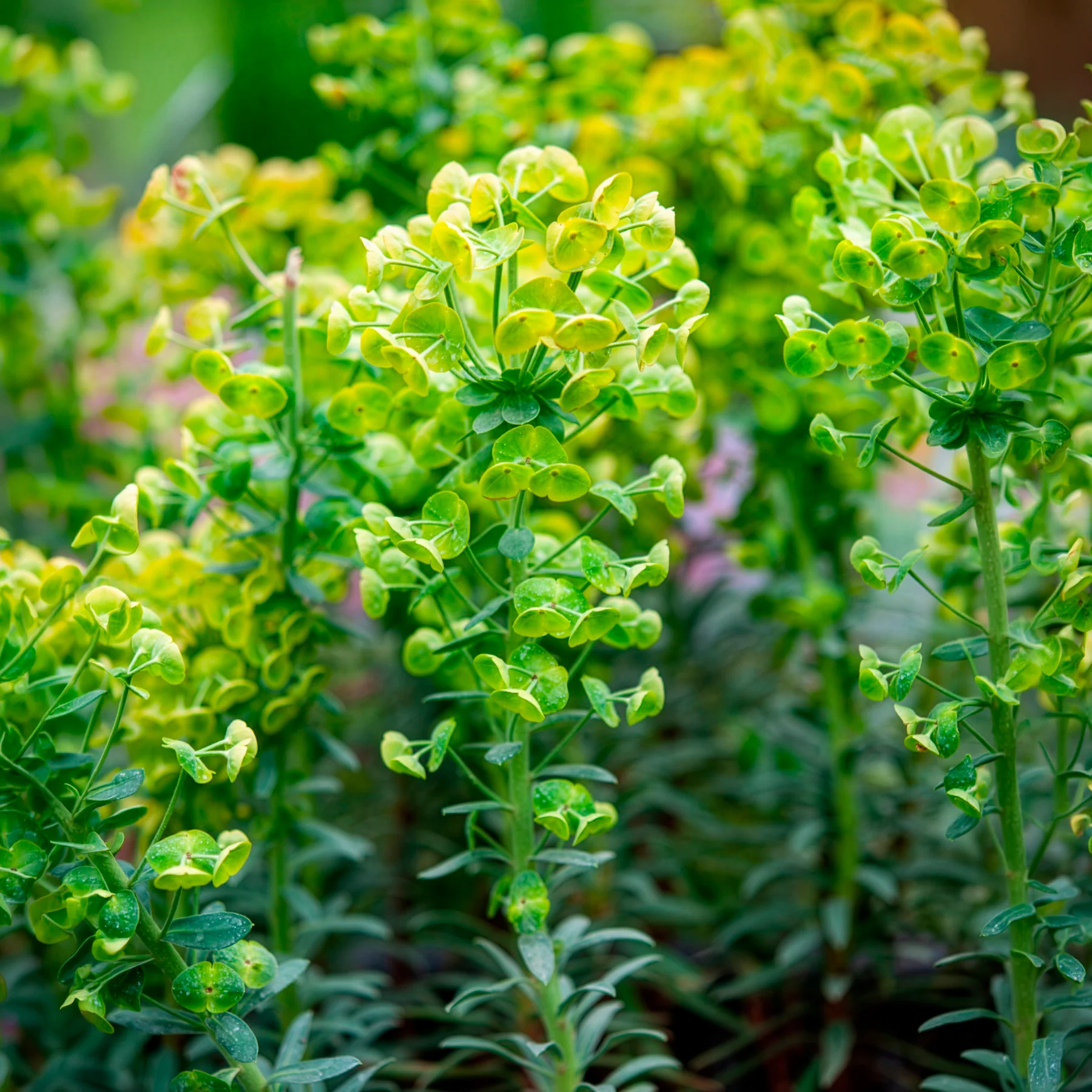Euphorbe characias Blue Wonder - Image 3