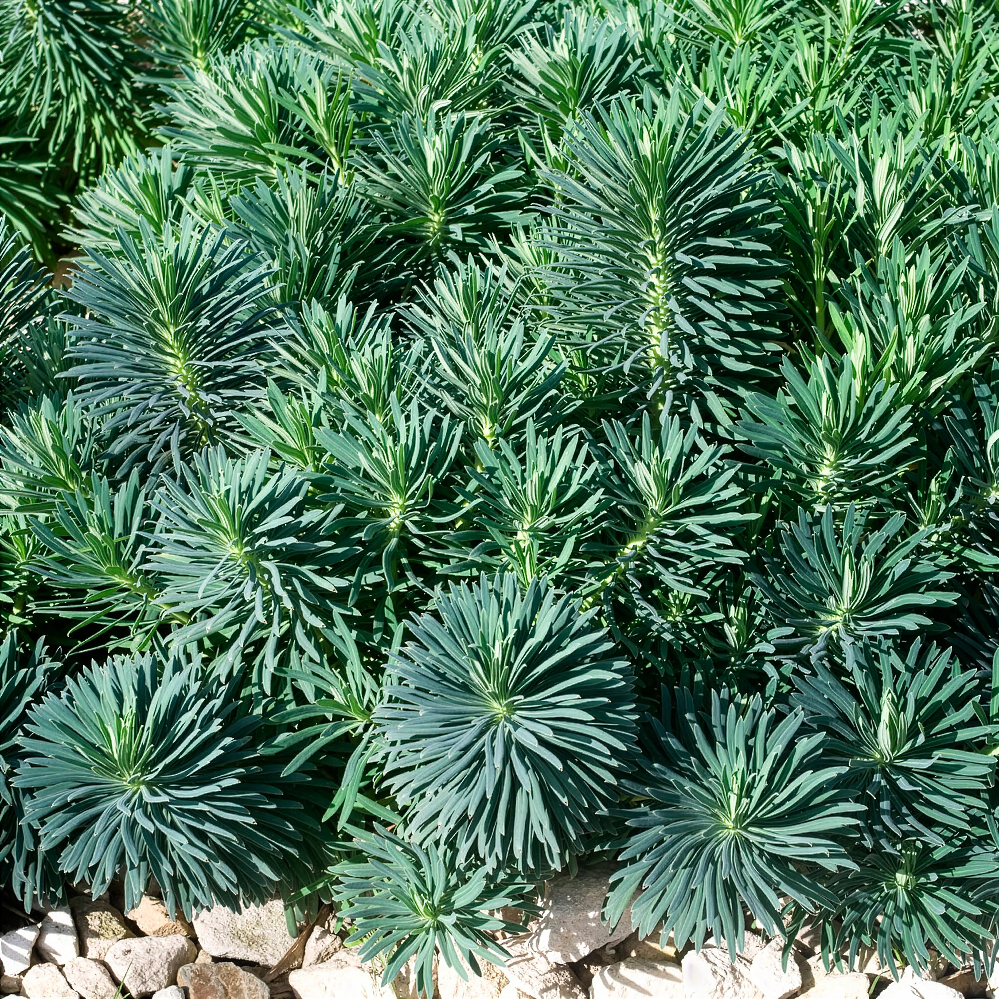 Euphorbe characias Blue Wonder - Image 4